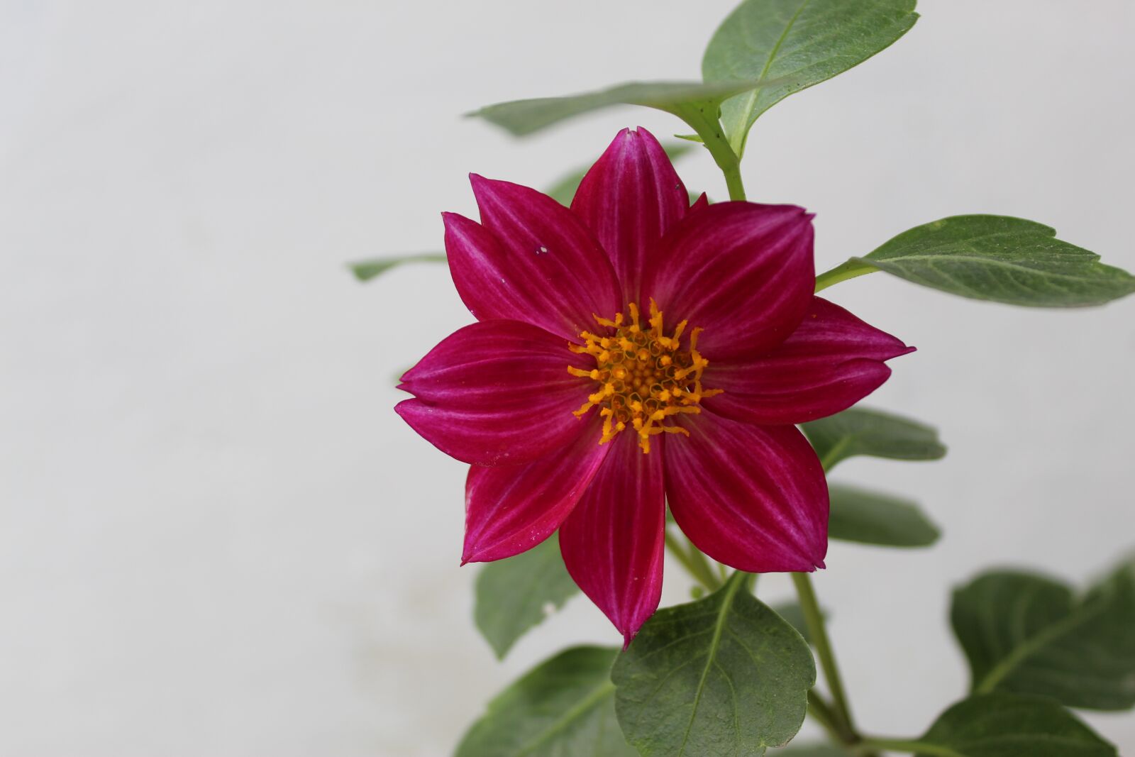 Canon EOS 1300D (EOS Rebel T6 / EOS Kiss X80) sample photo. Dhalia spp dalia, dahlia photography