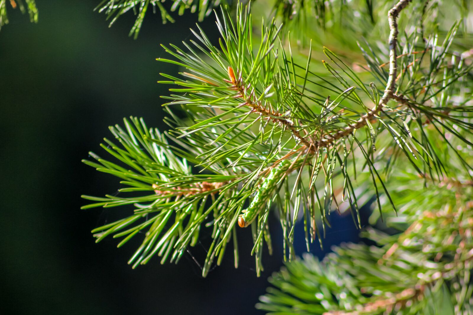 Canon EOS 100D (EOS Rebel SL1 / EOS Kiss X7) sample photo. Needles, forest, background photography