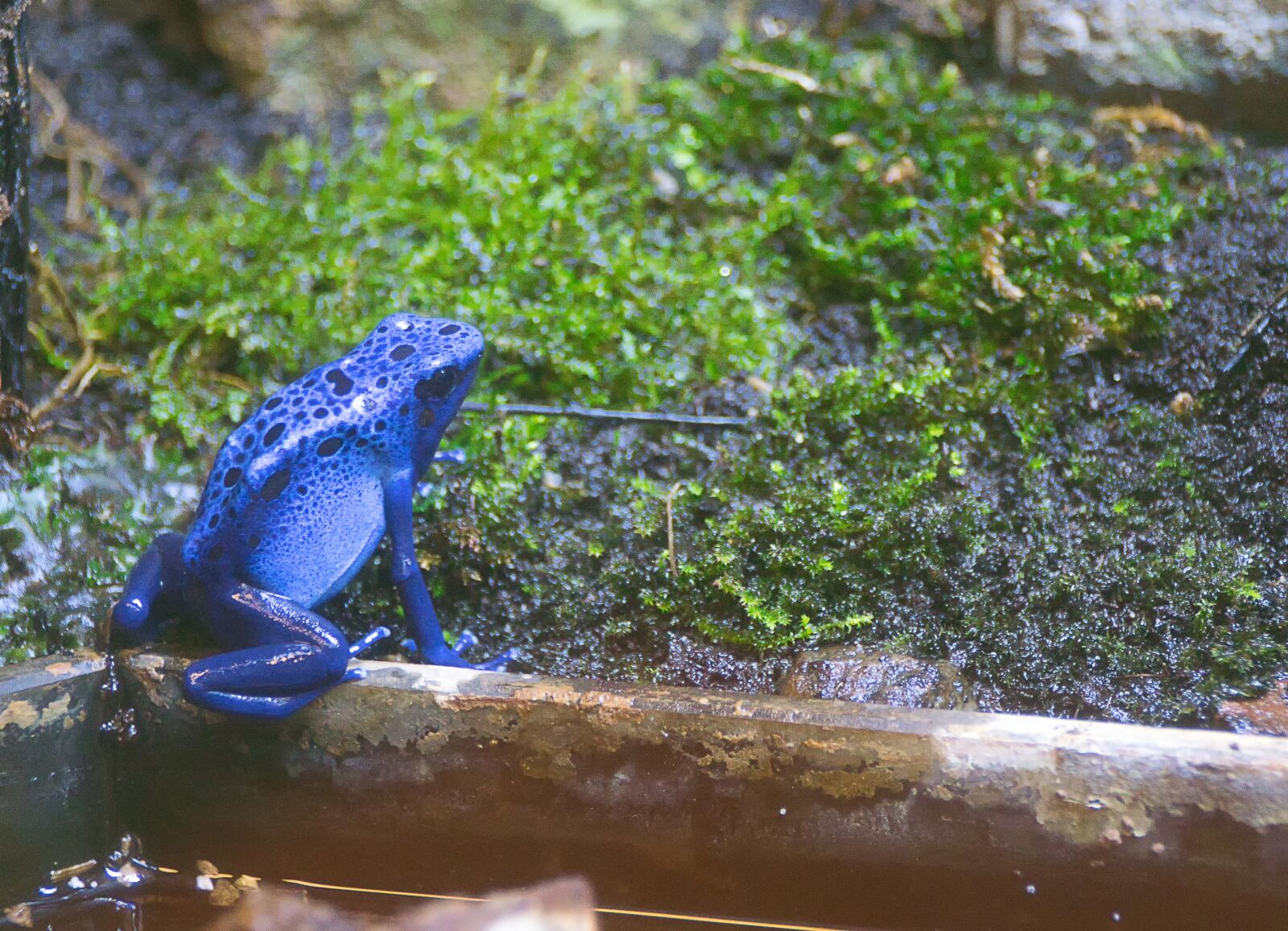 Sony ILCA-77M2 sample photo. Poison frog, blue, amphibian photography