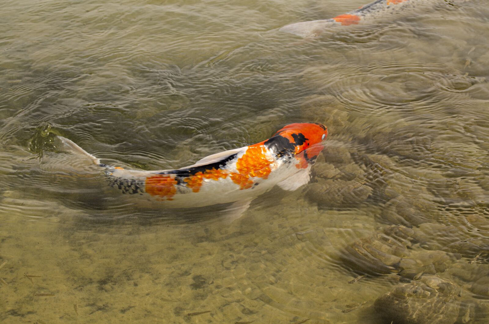 Nikon D7000 sample photo. Fish, lake fish, koi photography