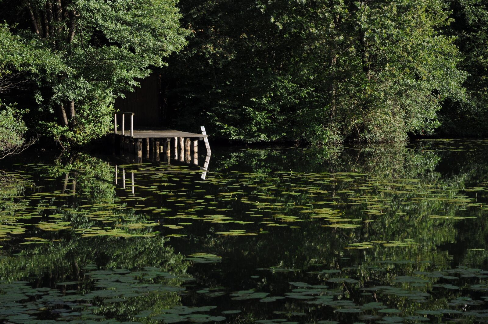 Nikon D90 sample photo. Lake, pond, web photography