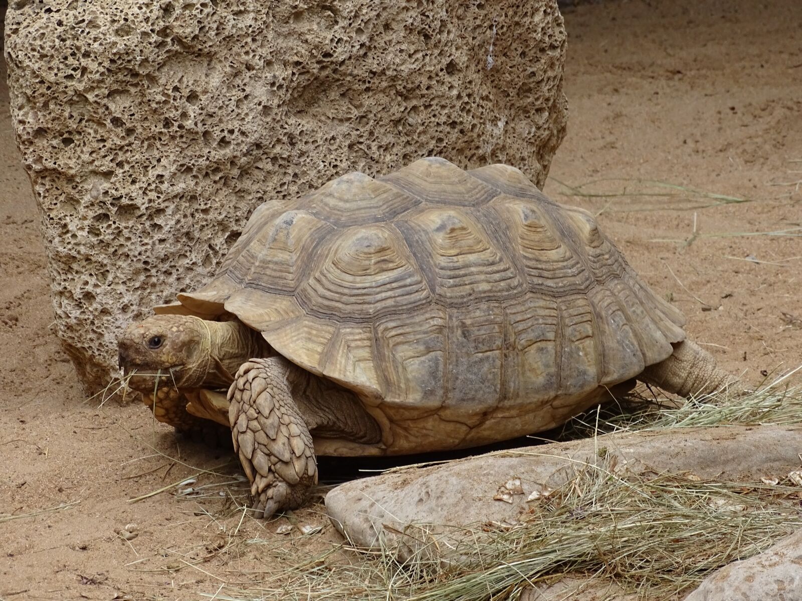 Sony Cyber-shot DSC-HX400V sample photo. Turtle, panzer, animal photography