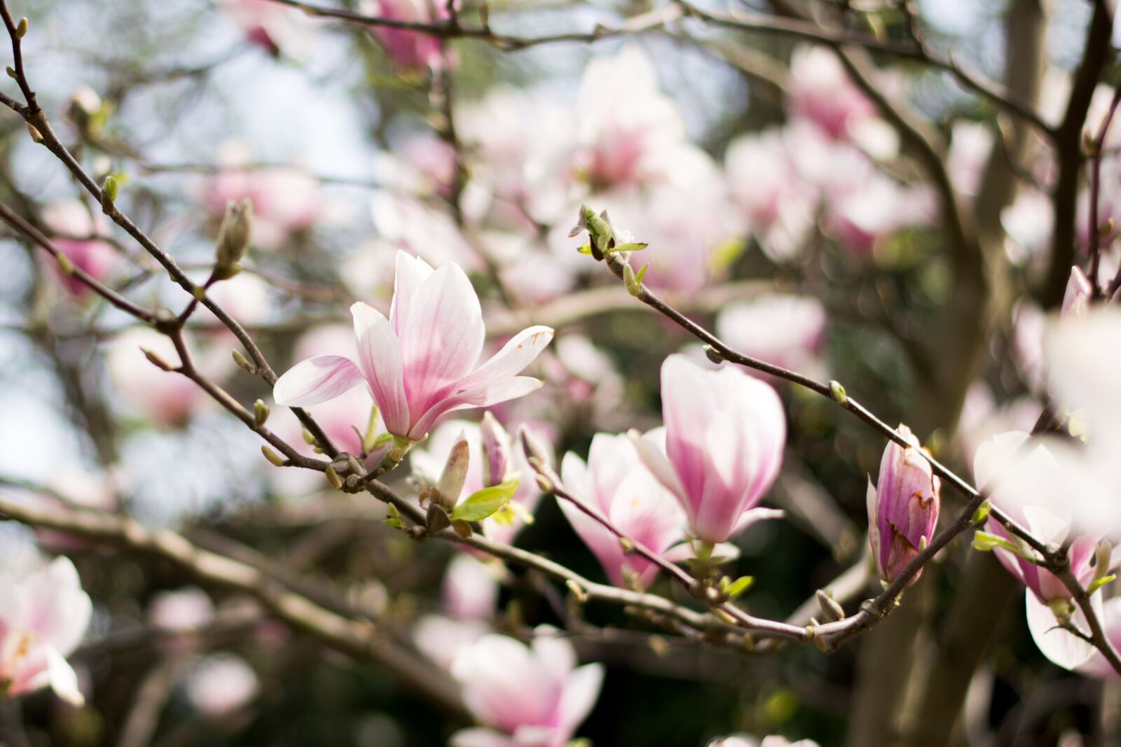 Nikon D5200 sample photo. Magnolia, magnolia tree, flowers photography
