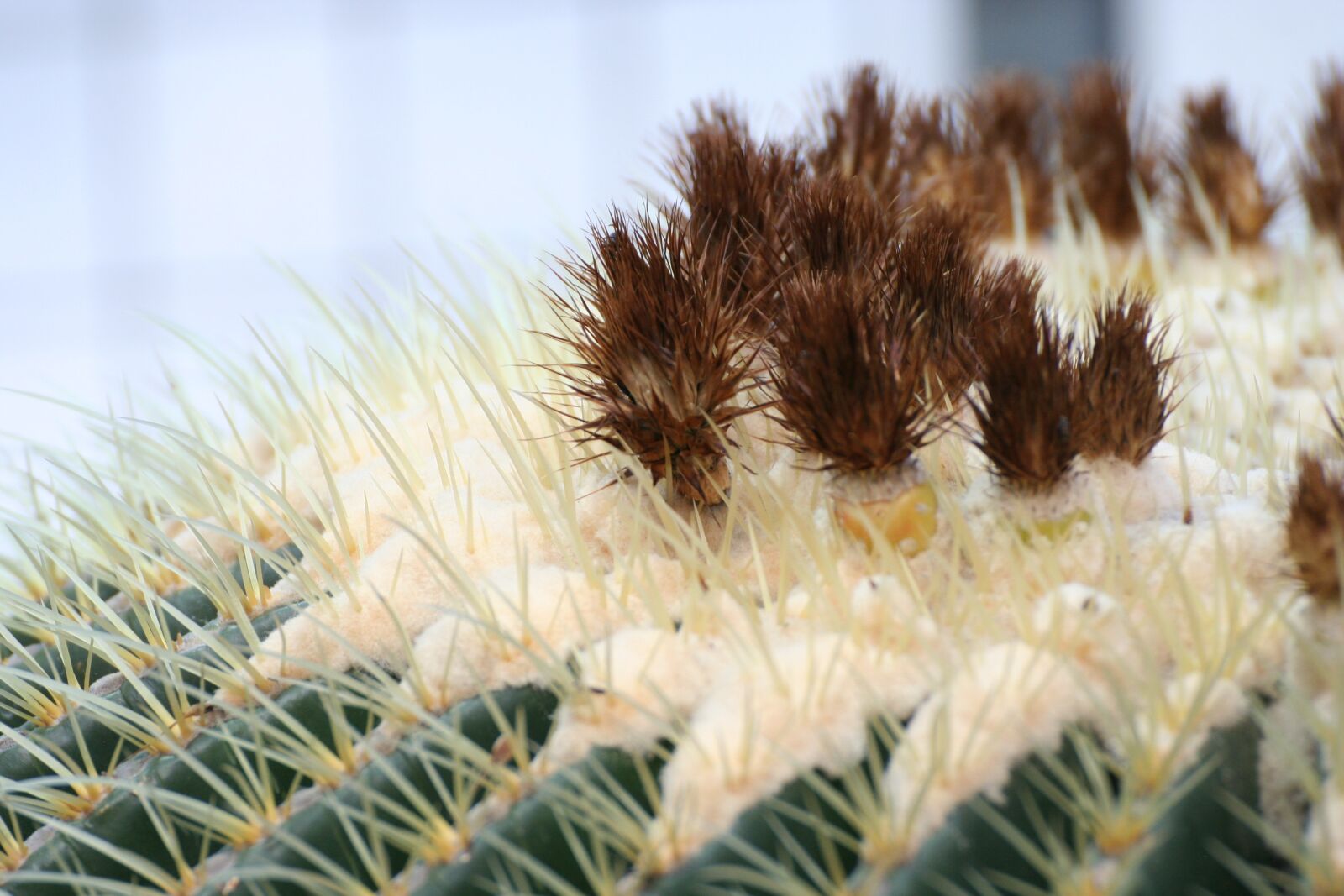 Canon EOS 350D (EOS Digital Rebel XT / EOS Kiss Digital N) sample photo. Cactus, succulent, nature photography