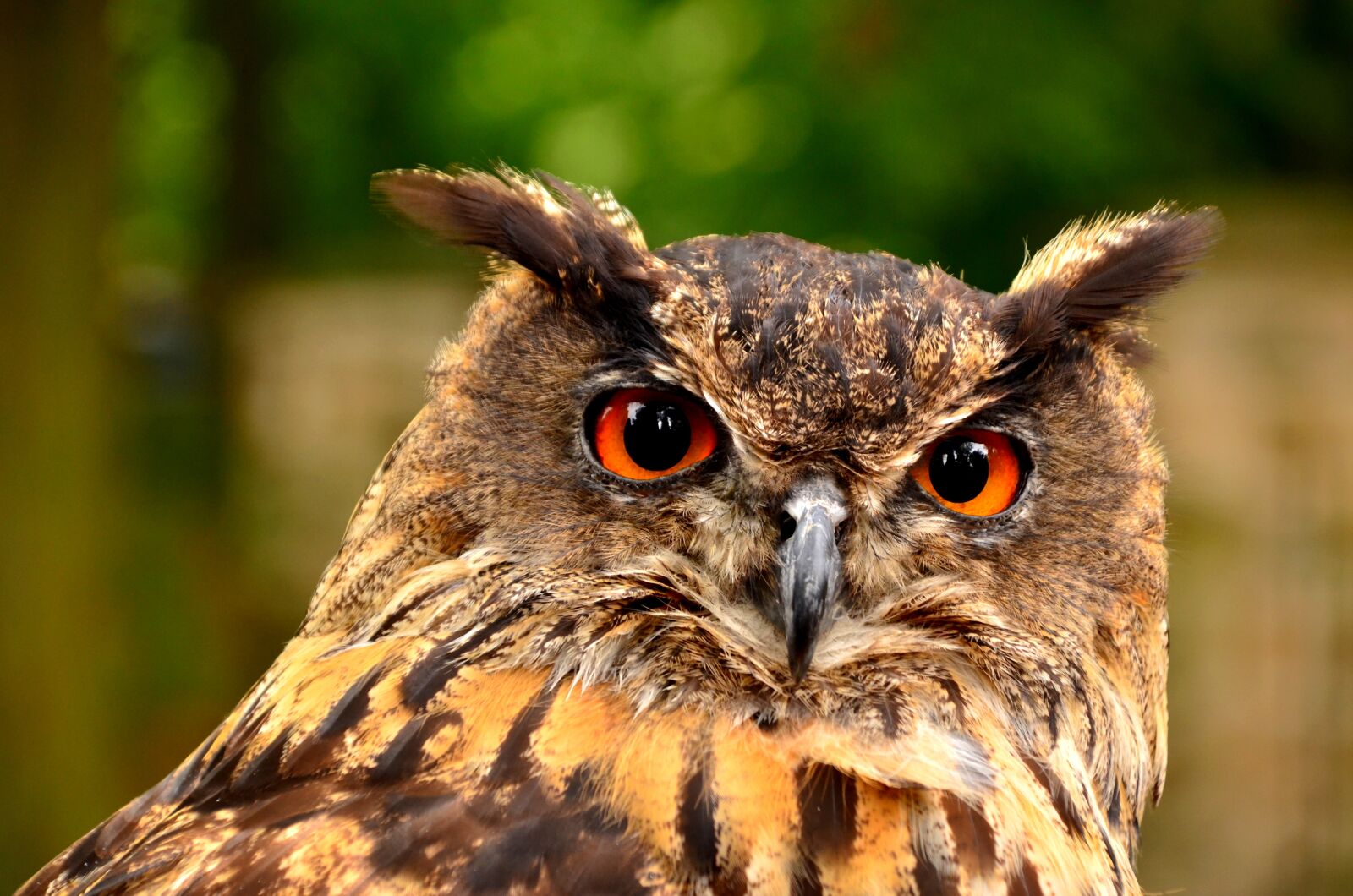Nikon D5100 sample photo. Alertness, animal, animal themes photography