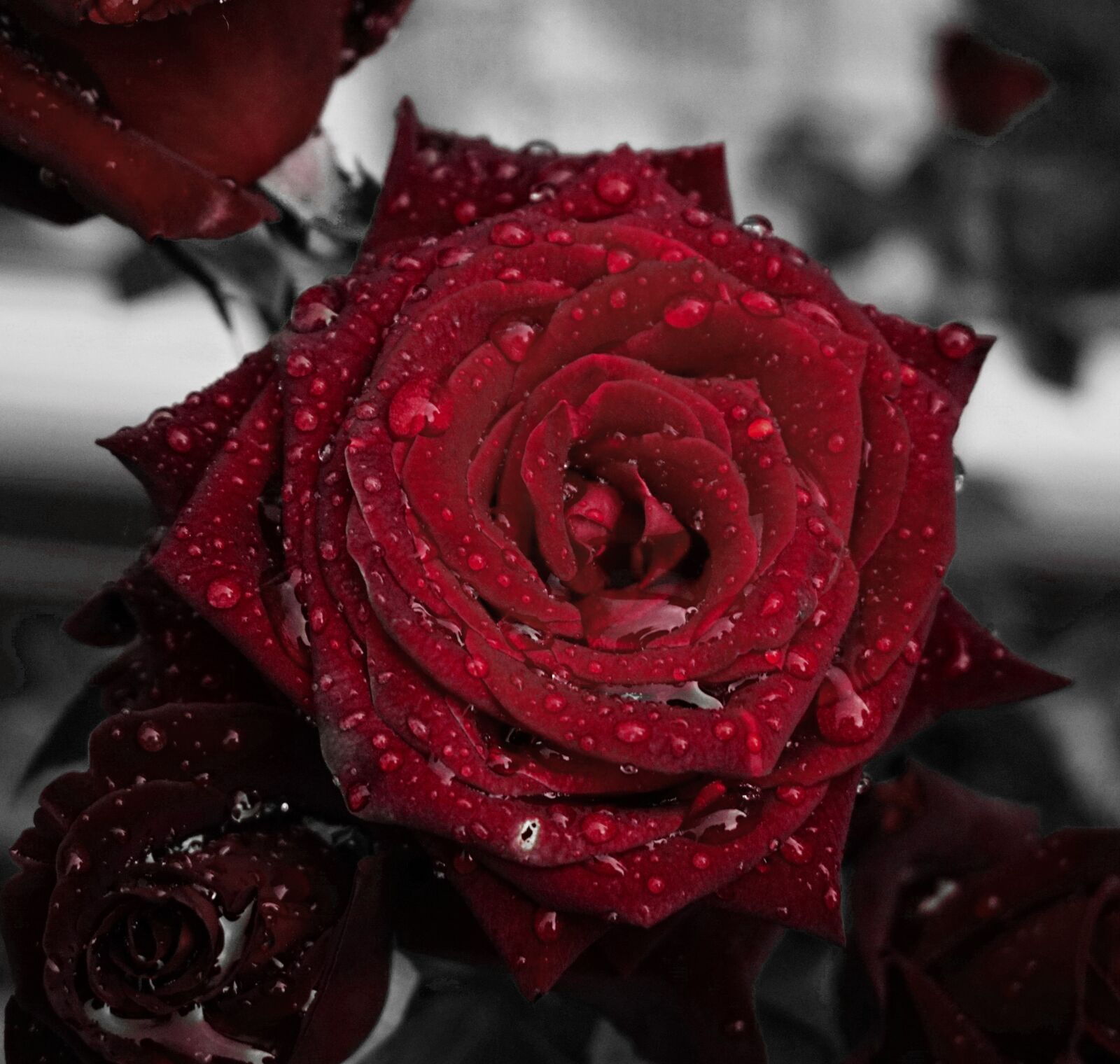 Sony a6000 sample photo. Roses, garden, plant photography