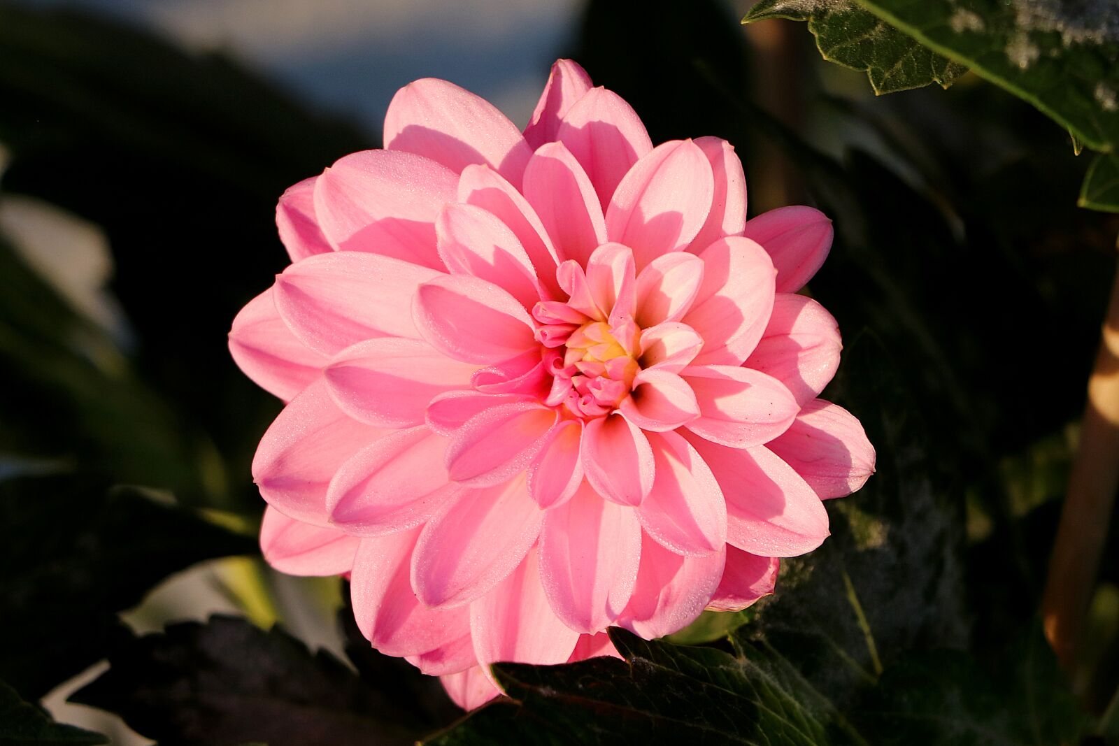 Canon EOS 77D (EOS 9000D / EOS 770D) sample photo. Dahlia, blossom, bloom photography