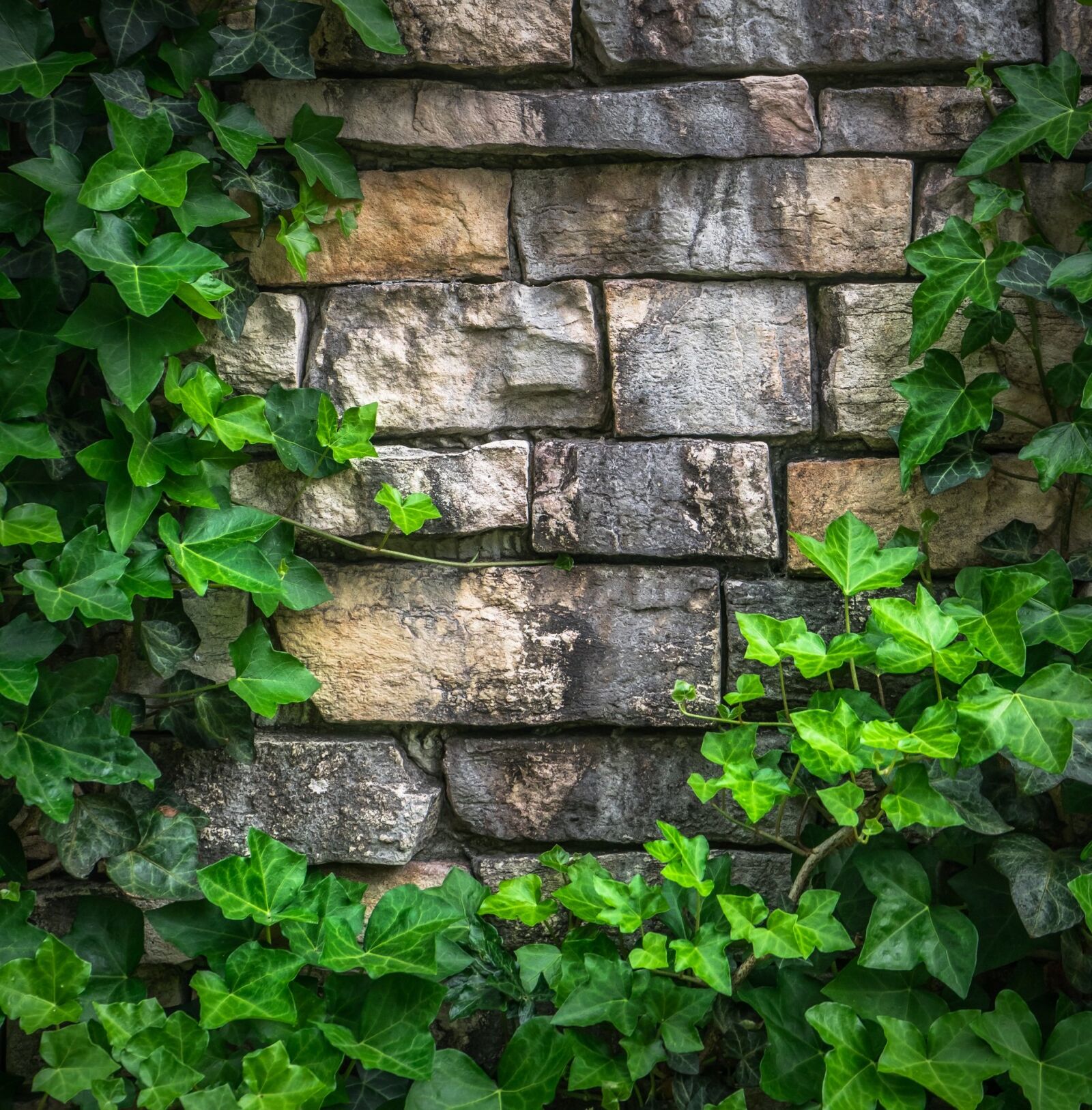 Sony a7 + Sony FE 28-70mm F3.5-5.6 OSS sample photo. Ivy, vine, the leaves photography
