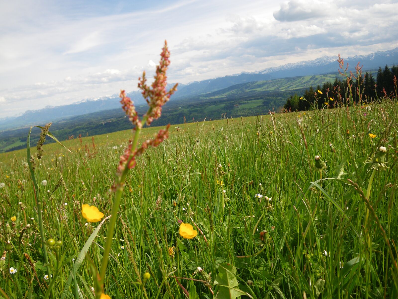 Pentax Optio W60 sample photo. Mountains, spring, sorrel photography
