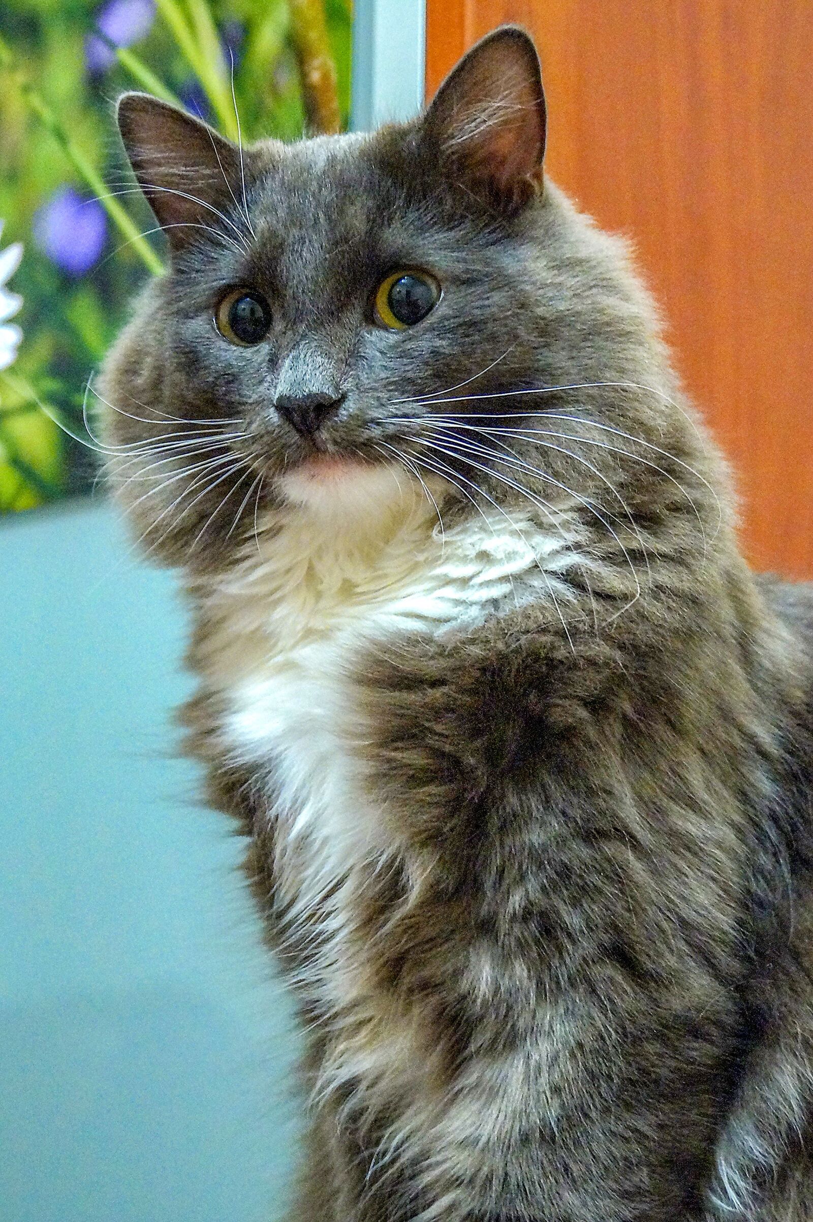 Sony DT 18-55mm F3.5-5.6 SAM II sample photo. Cat, grey, young photography