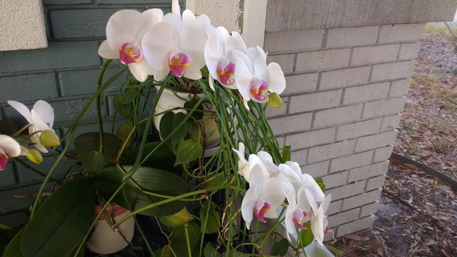 Motorola Moto G (4) sample photo. Flowers, orchids photography