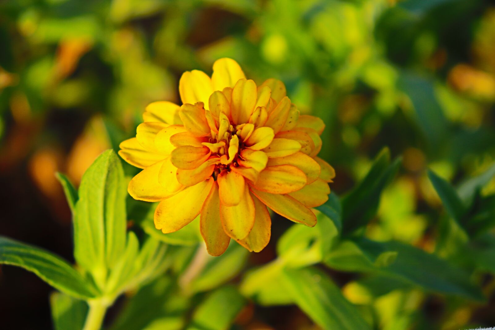 Canon EF-S 18-55mm F4-5.6 IS STM sample photo. Yellow flower, doha, qatar photography