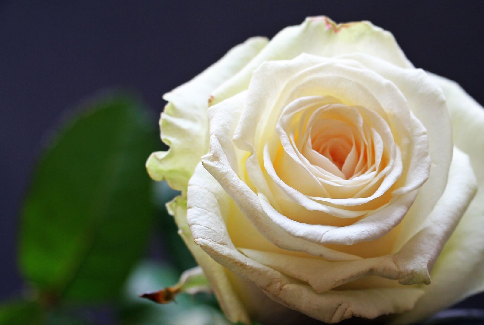 Canon EOS 550D (EOS Rebel T2i / EOS Kiss X4) sample photo. Rose, rose bloom, flower photography