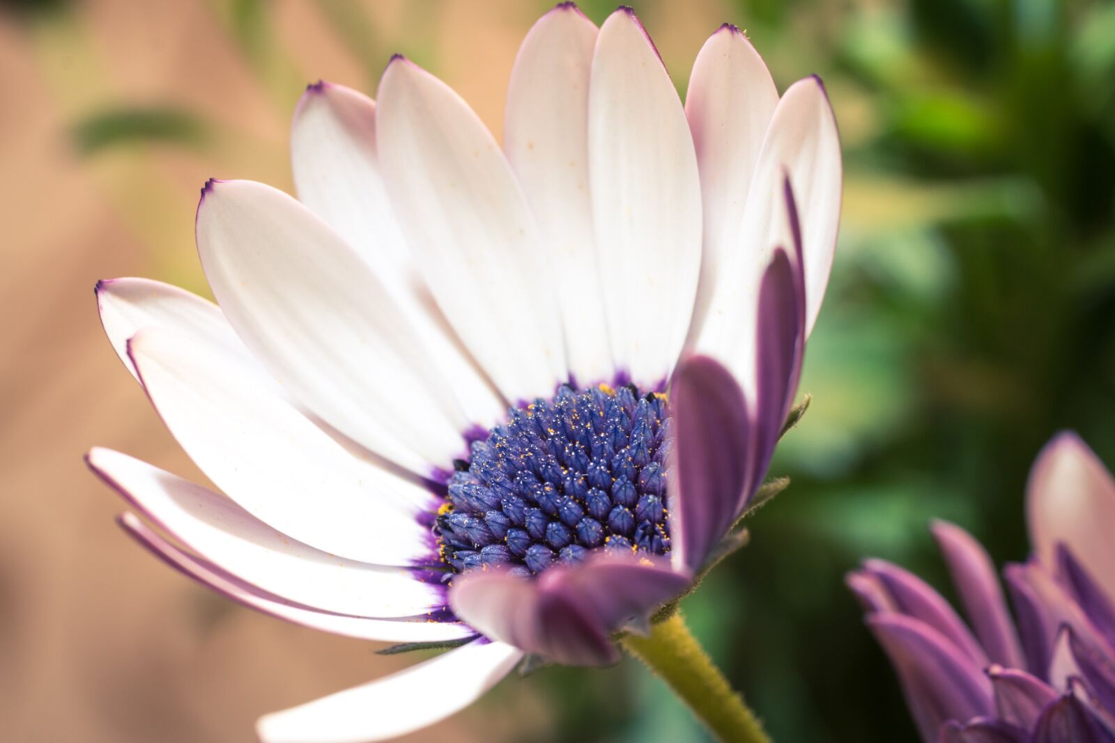 Canon EOS 70D + Canon EF 50mm F2.5 Macro sample photo. Macro, osteospermum ecklonis, cape photography