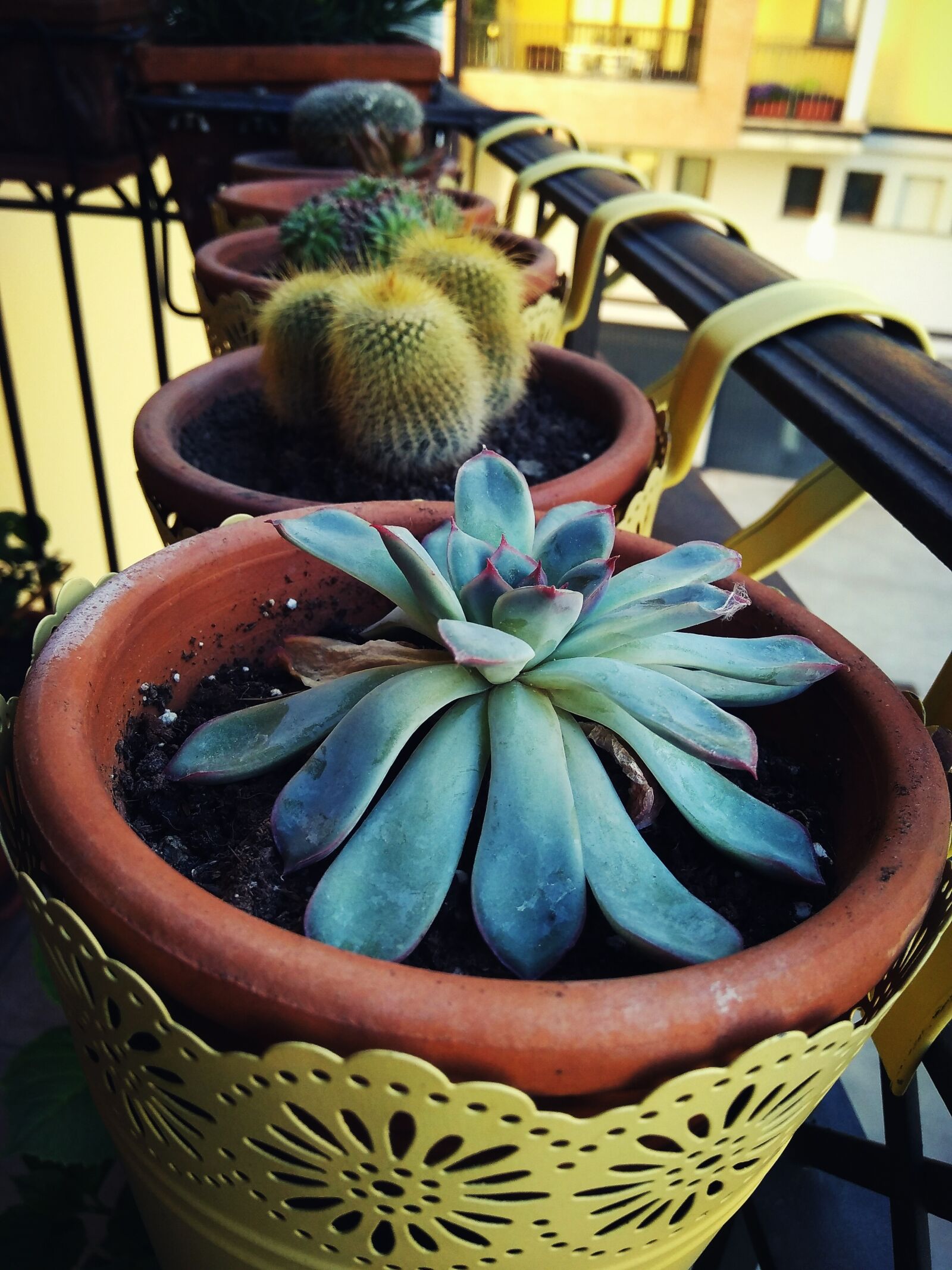Xiaomi Redmi 4 Pro sample photo. Plants, yellow, summer photography
