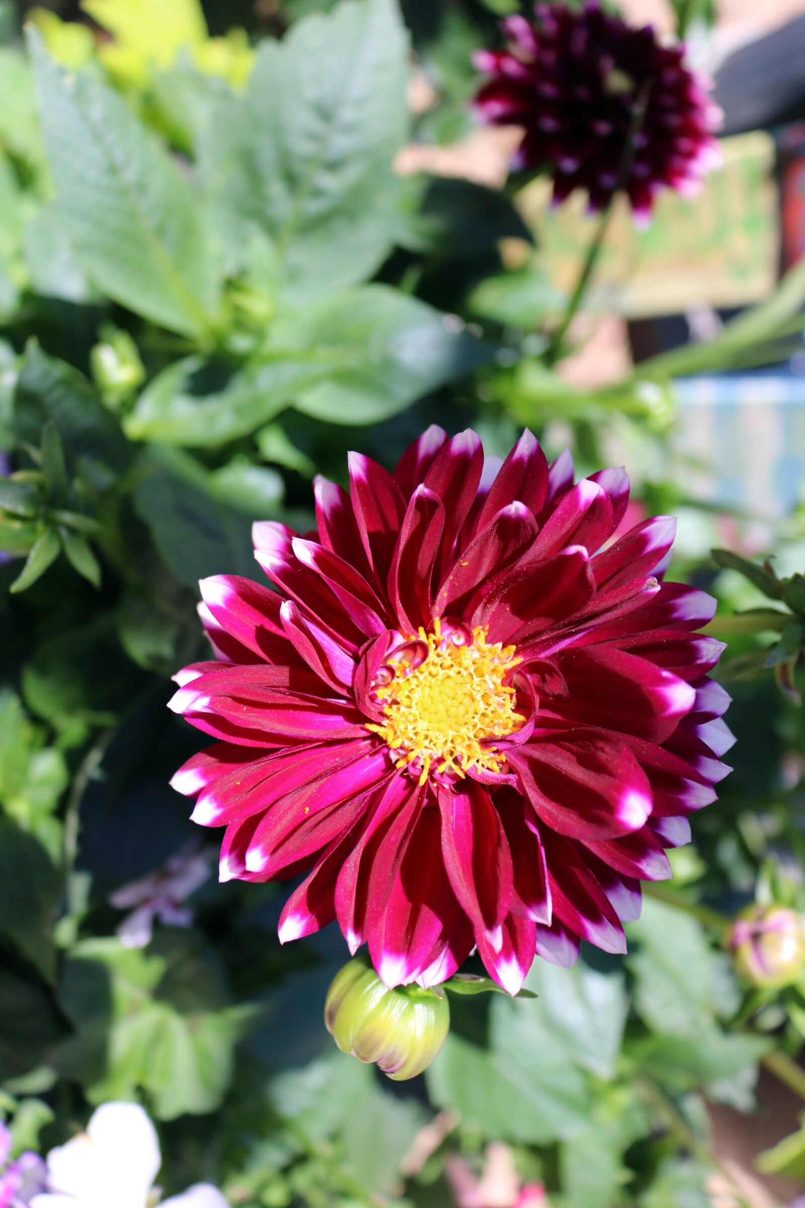 Canon EOS 750D (EOS Rebel T6i / EOS Kiss X8i) sample photo. Red, pink, flower photography