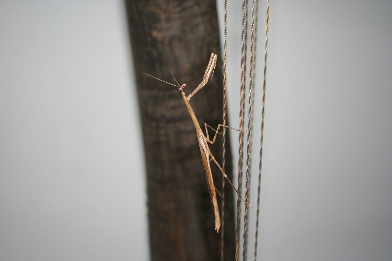 Canon EOS 350D (EOS Digital Rebel XT / EOS Kiss Digital N) sample photo. Mantis, insect, kenia photography