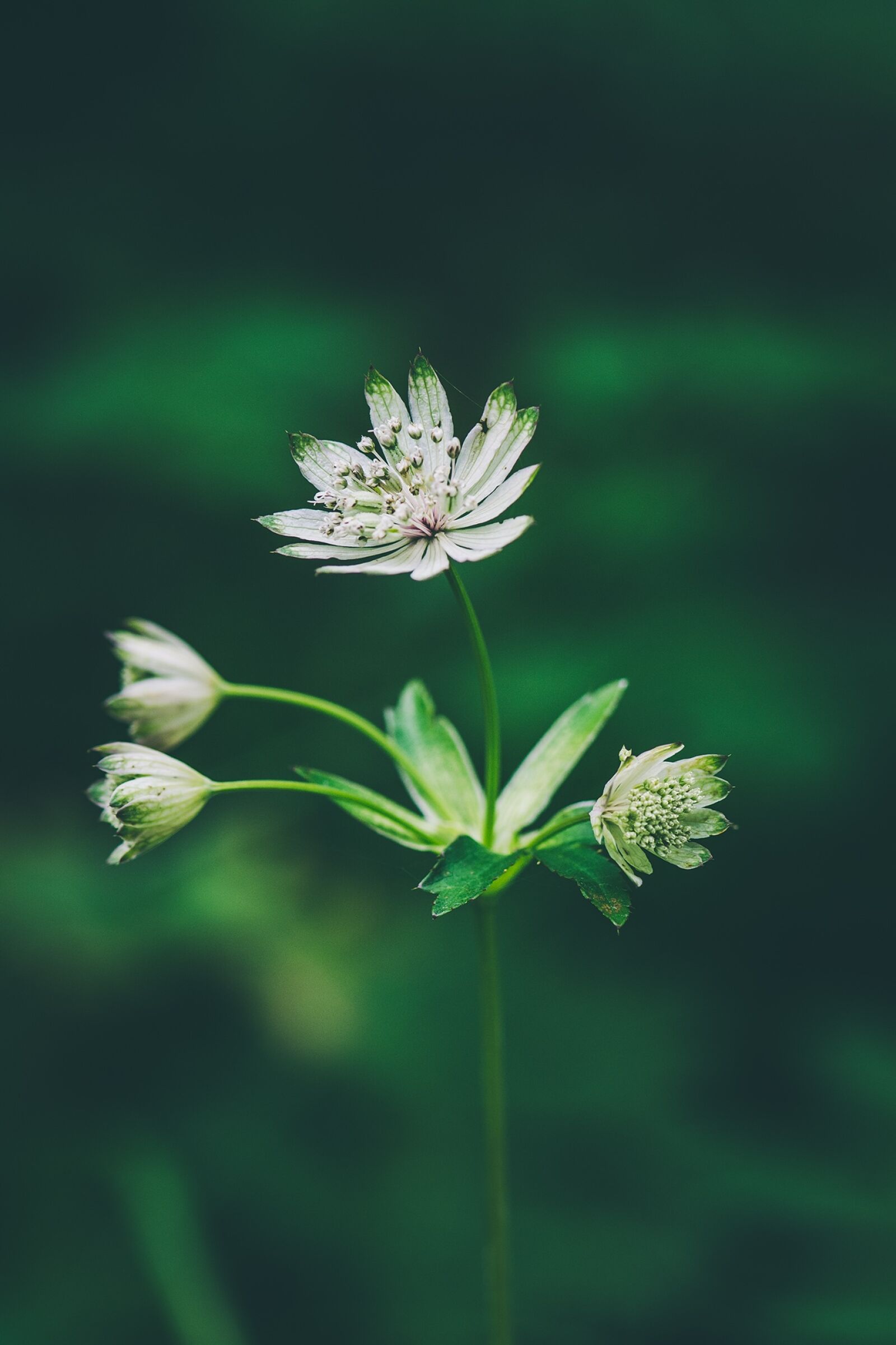 Nikon D7100 sample photo. Flower, forest flower, pointed photography