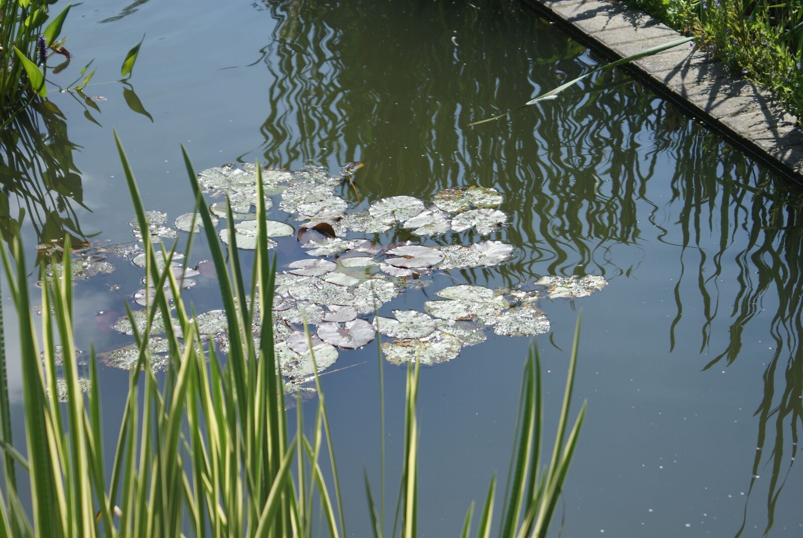 Sony Alpha DSLR-A200 sample photo. Plants, water, pond photography