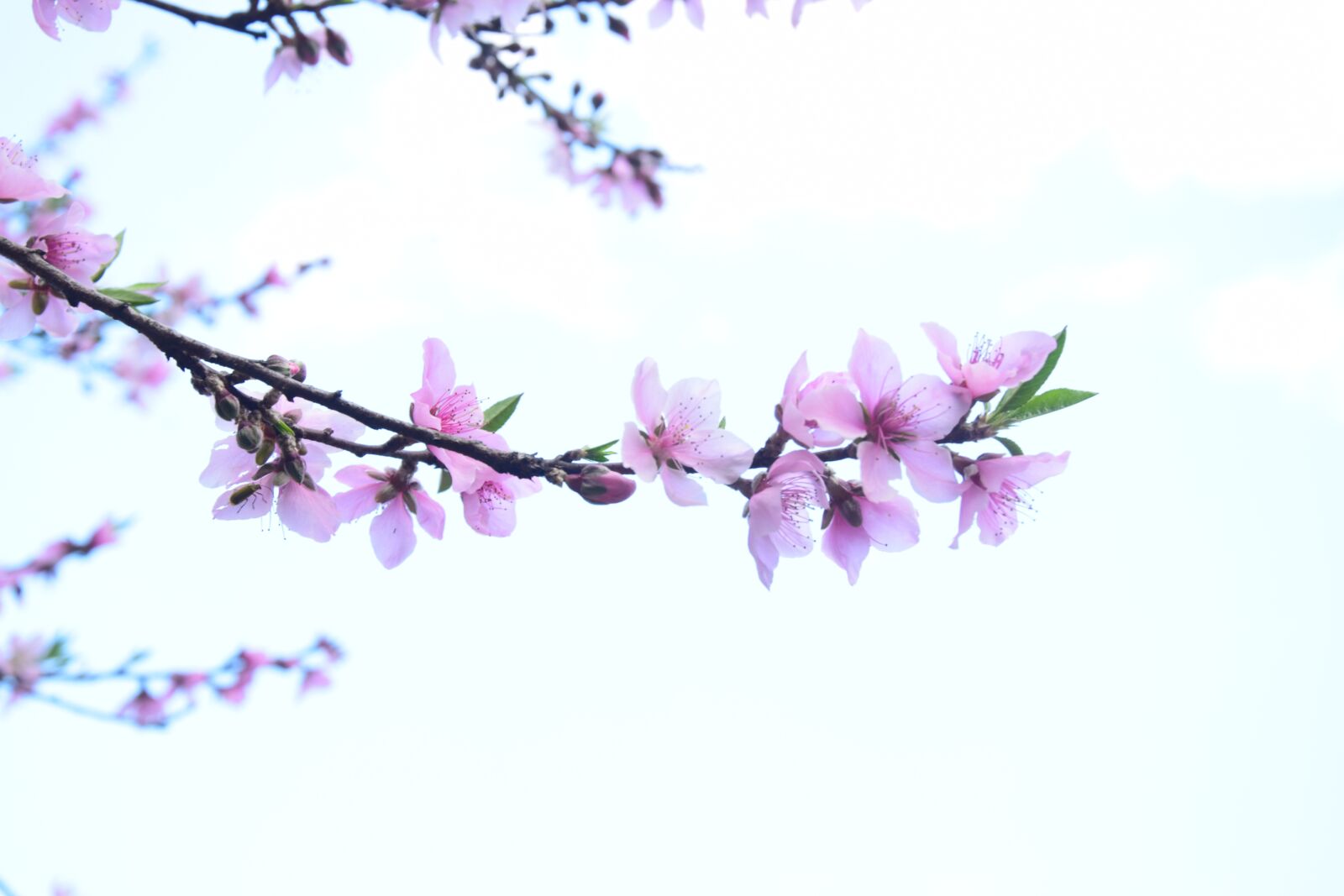 Nikon D5300 sample photo. Peach blossom, views, spring photography
