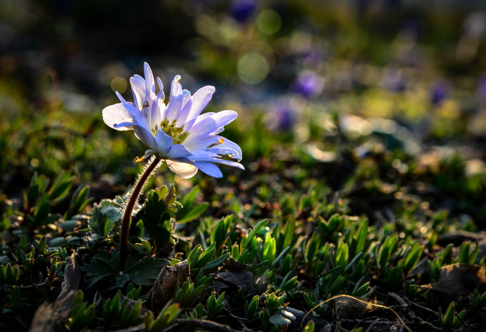 Nikon D610 sample photo. Flower, shining, light photography