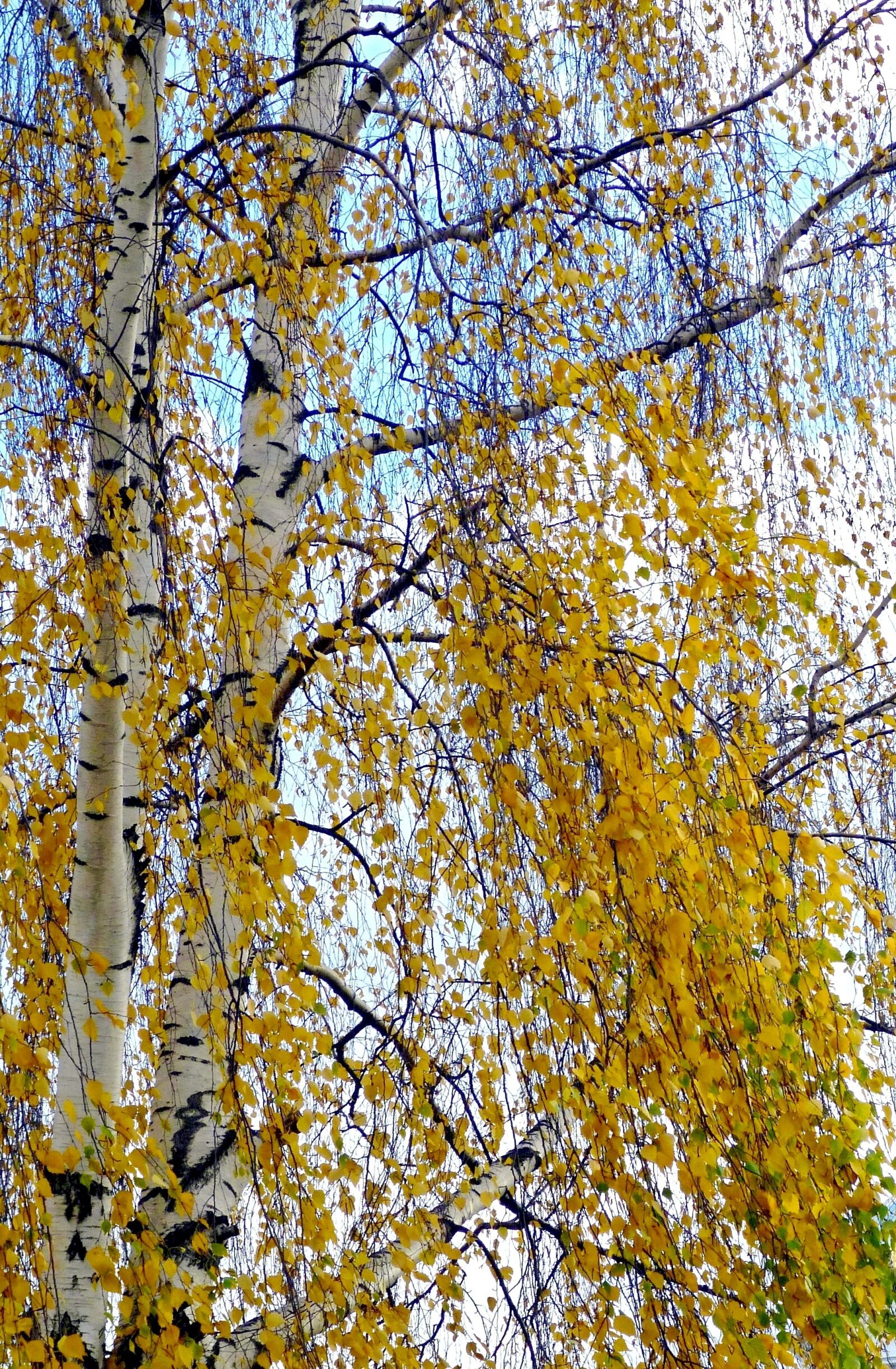 Panasonic DMC-SZ7 sample photo. Autumn, landscape, tree photography