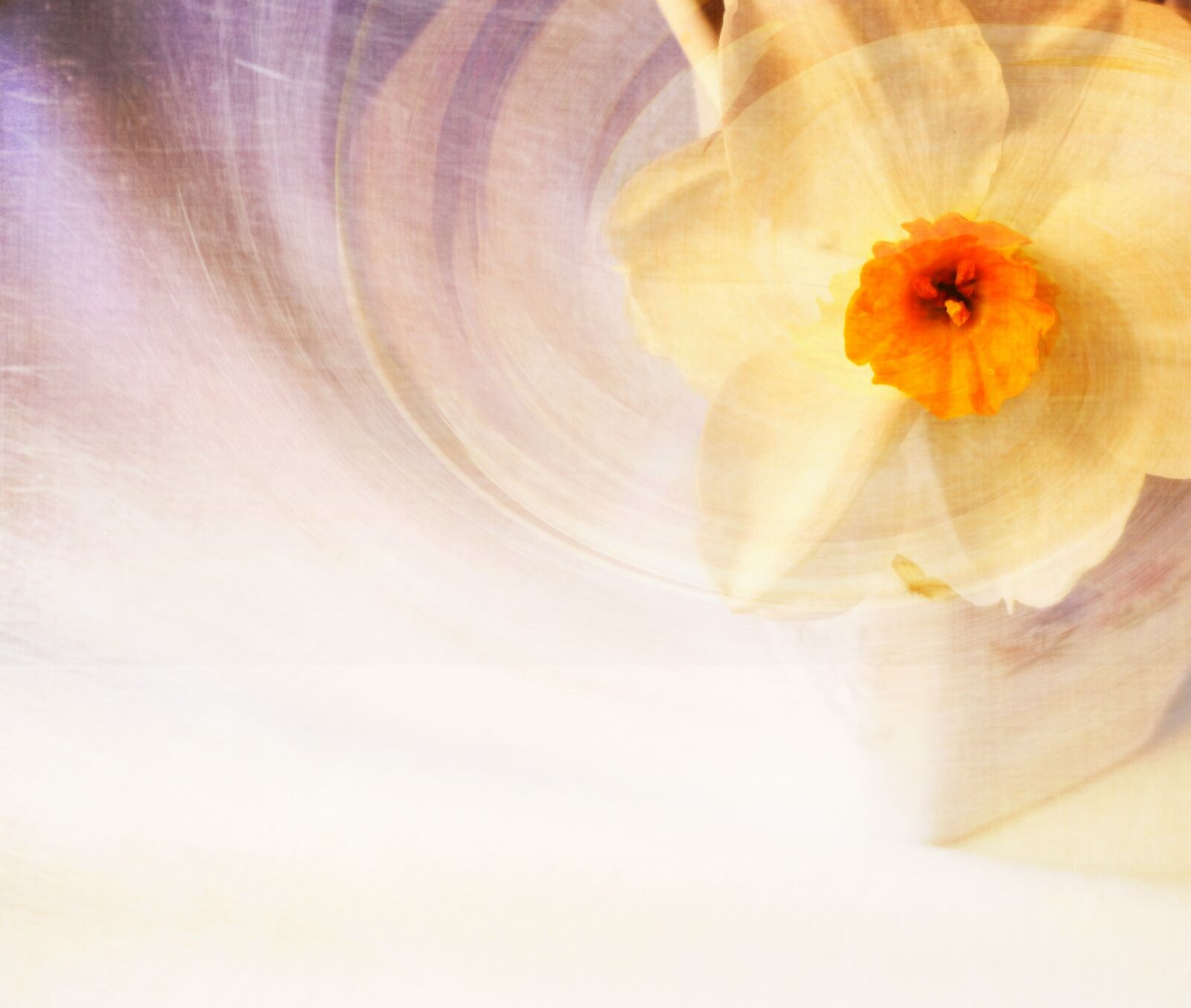 Panasonic DMC-SZ1 sample photo. Daffodil, flower, spring photography