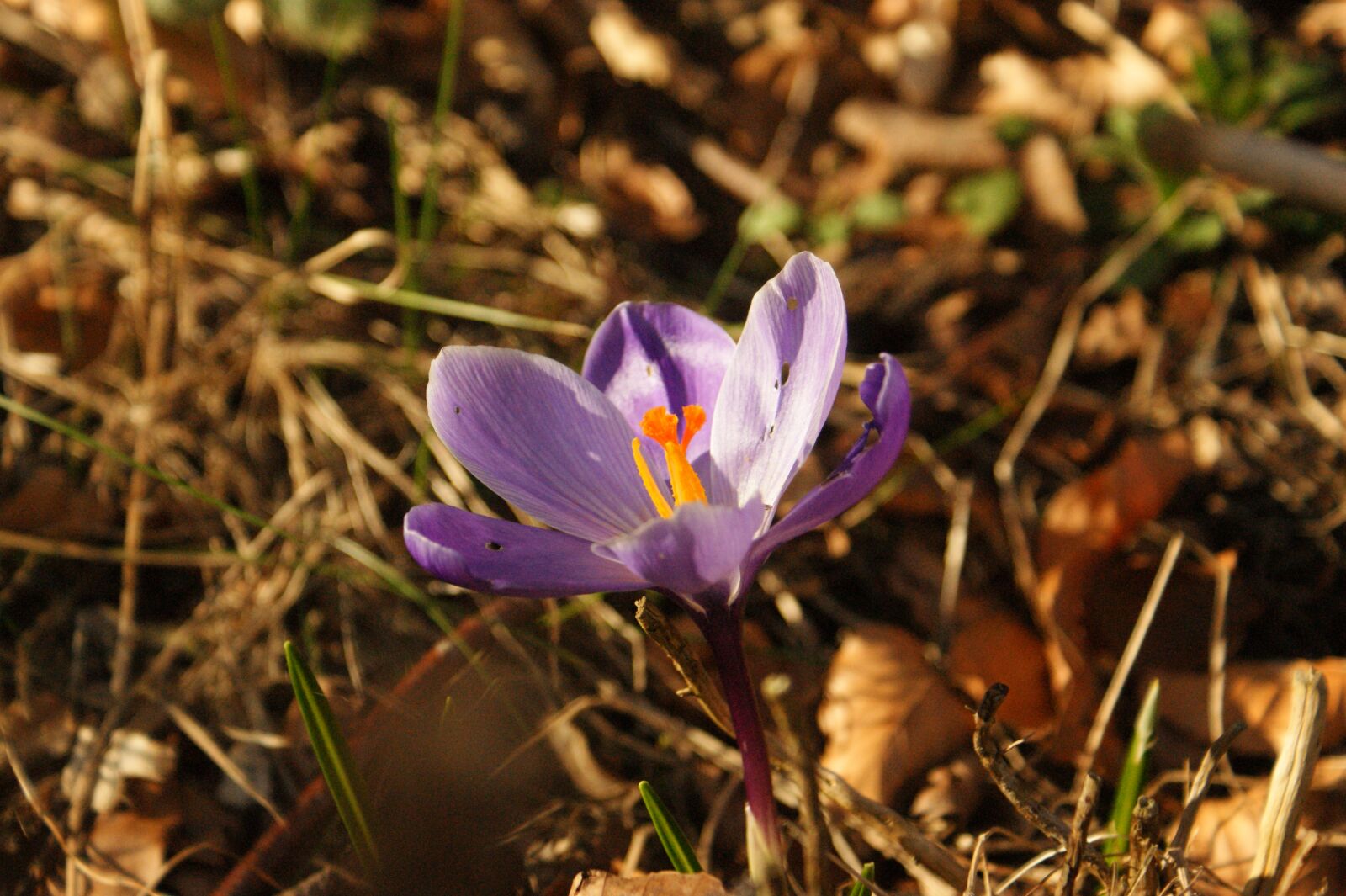 Sony Alpha DSLR-A350 sample photo. Flower, natural, bloom photography