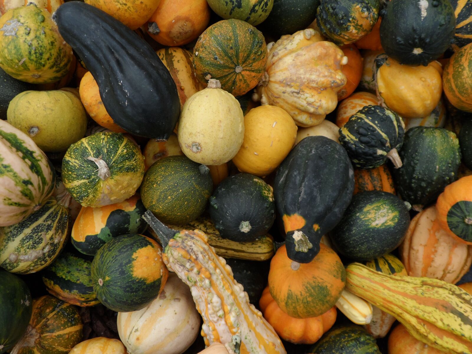 Samsung ST200 / ST200F / ST201 / ST201F / ST205F sample photo. Autumn, pumpkin, ornamental pumpkins photography