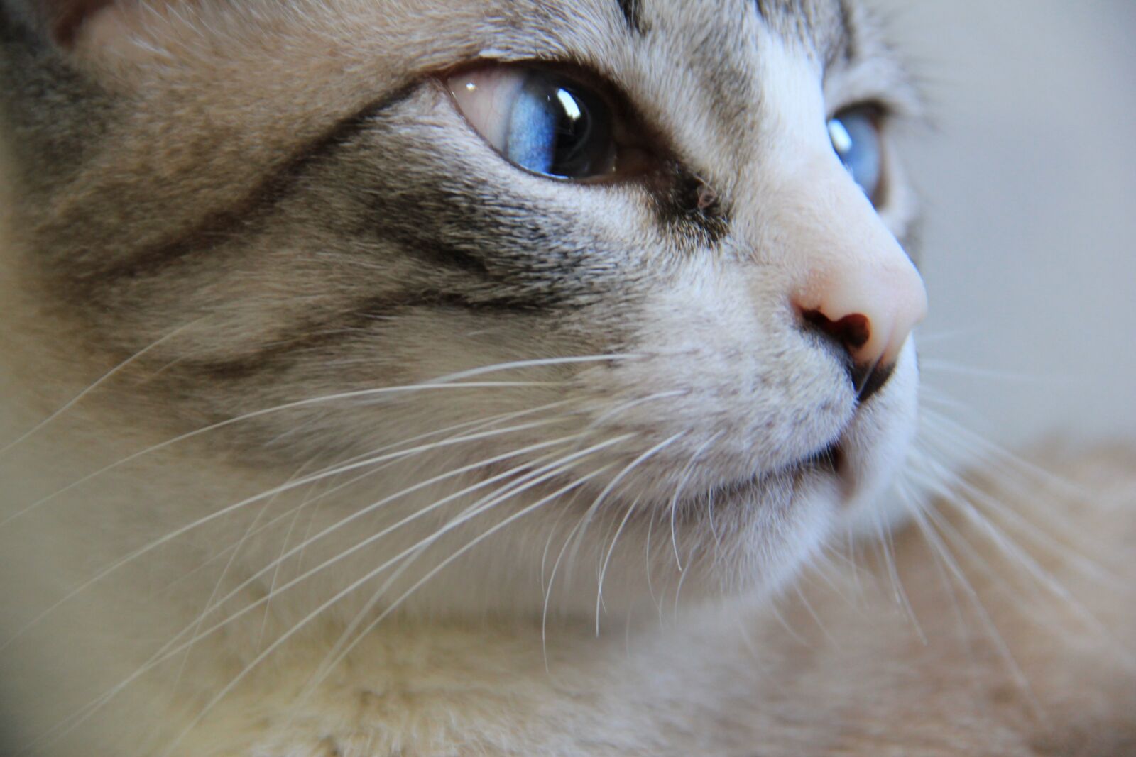 Canon EOS 550D (EOS Rebel T2i / EOS Kiss X4) sample photo. Cat, portrait, animalia photography