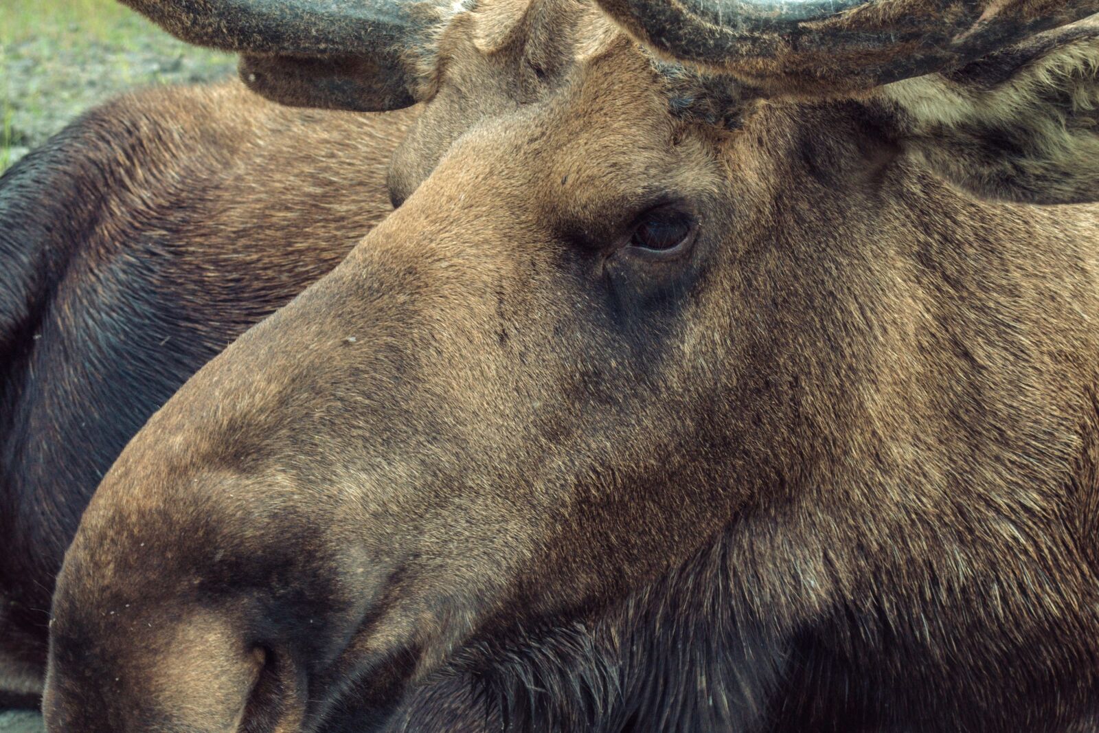 Nikon D5200 sample photo. Moose, wildlife, animal, horn photography