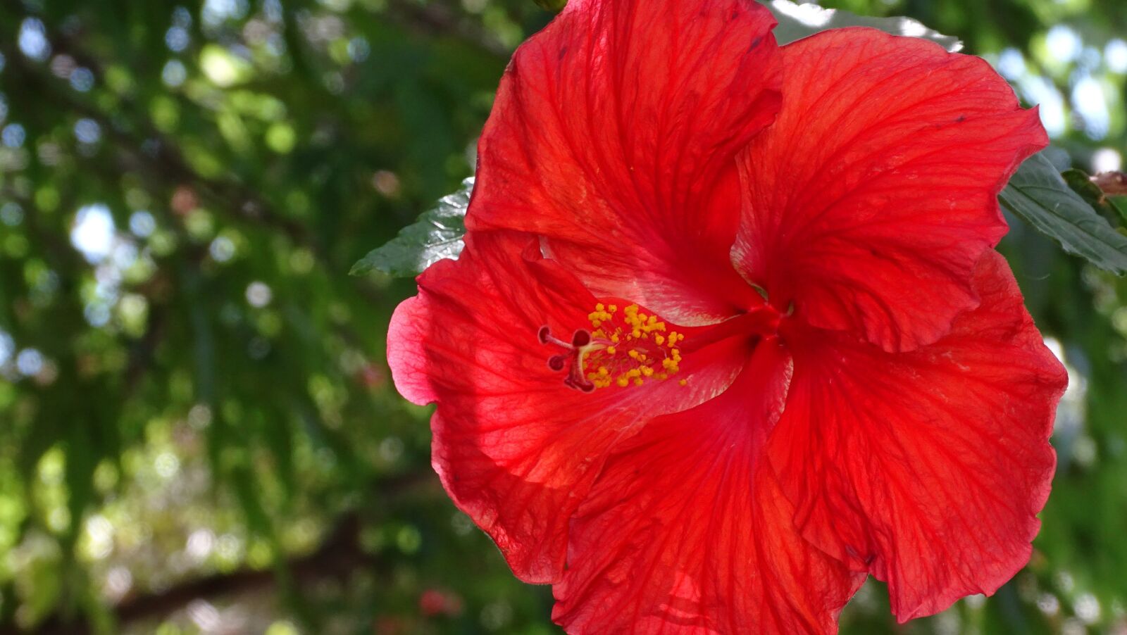Sony Cyber-shot DSC-HX400V sample photo. Hibiscus, red, flower photography
