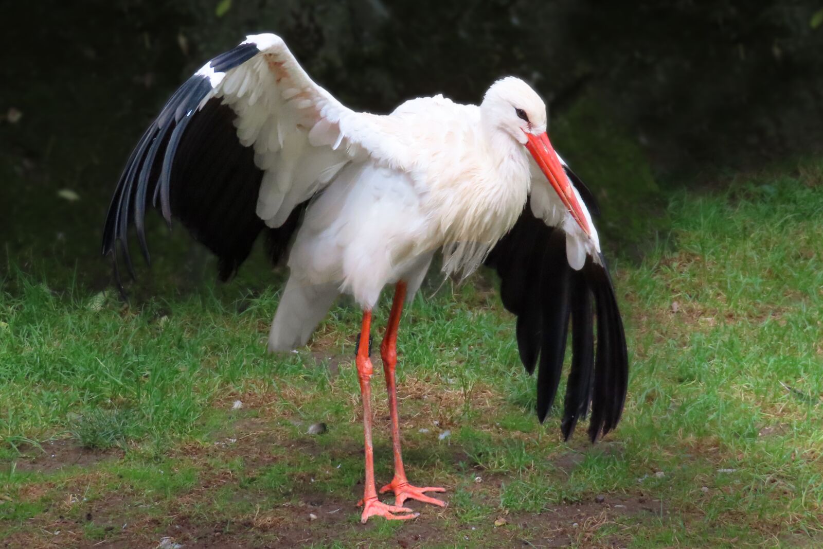 Canon PowerShot SX740 HS sample photo. Animals, bird, stork photography