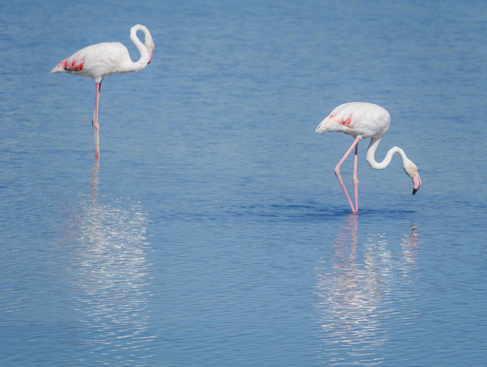Nikon D5200 sample photo. Birds, flemish, pink photography