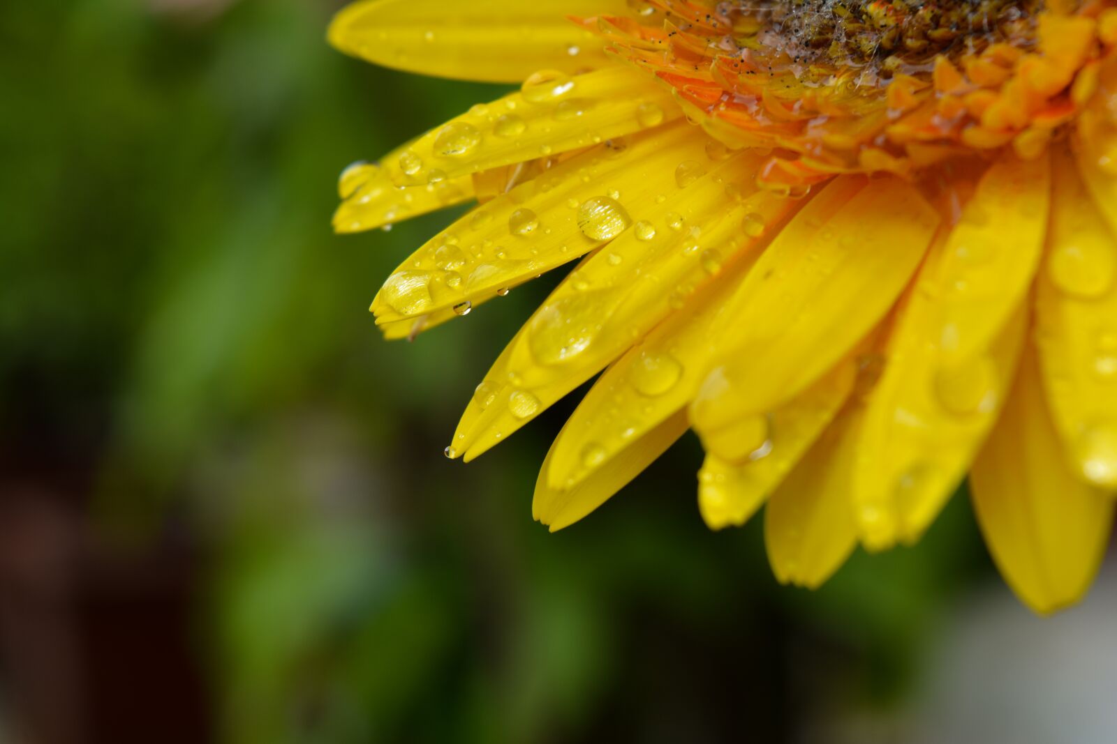 Nikon D5200 sample photo. Flower, macro, water drop photography
