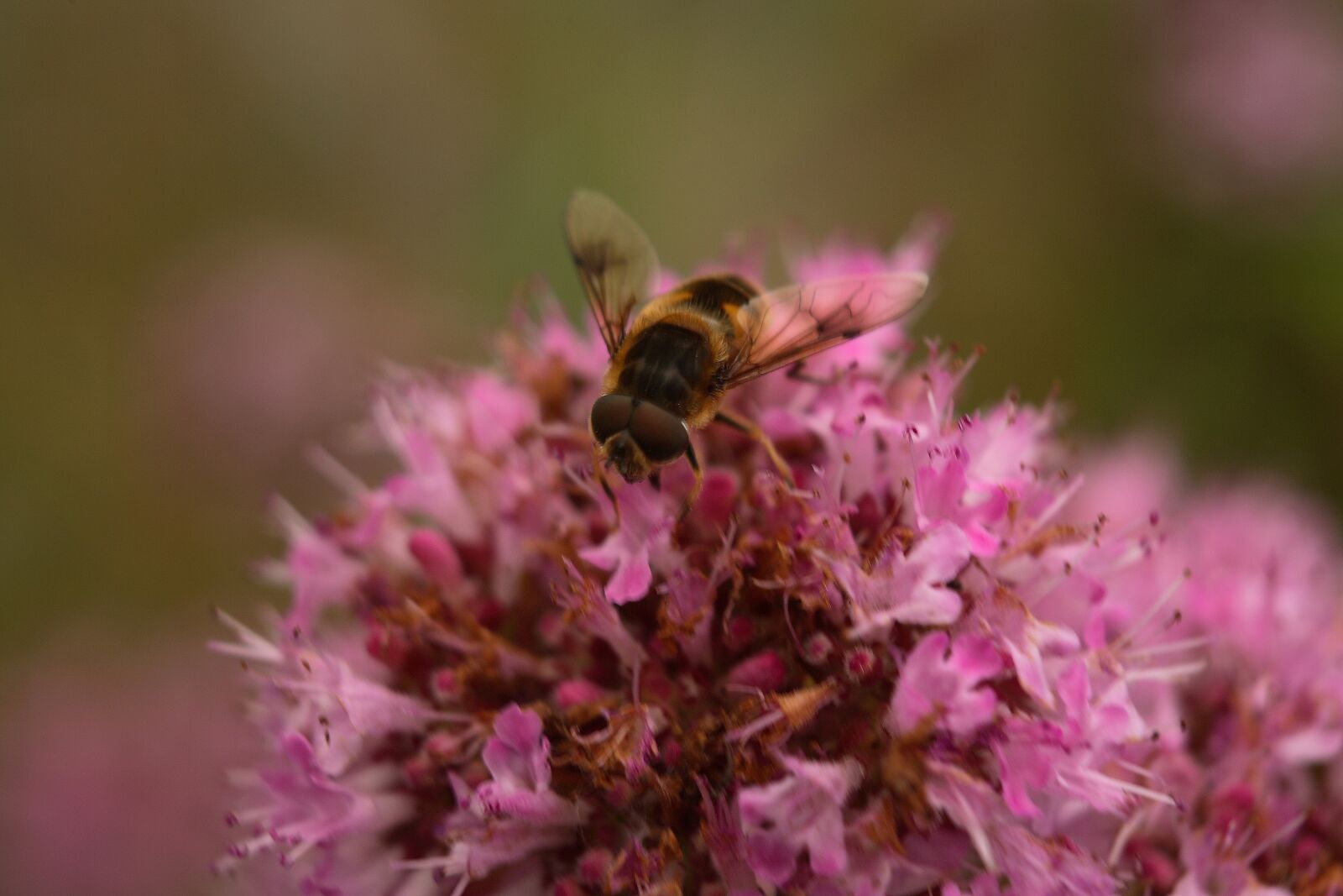 Canon EOS 5D sample photo. Bee, pollen, flower photography