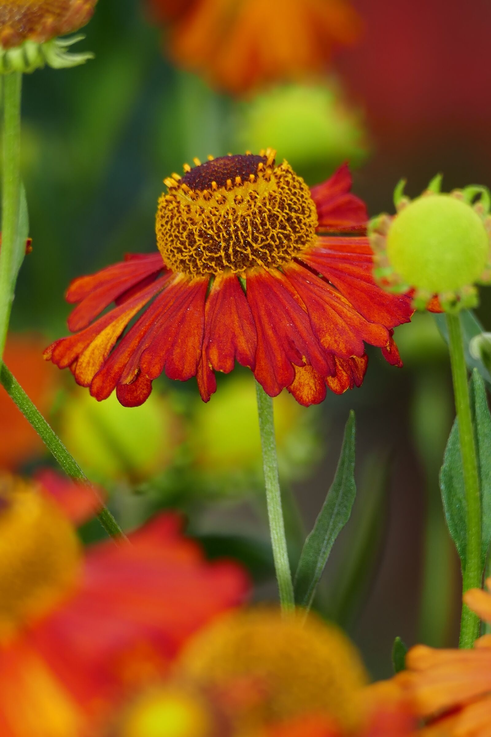 Panasonic Lumix DMC-FZ1000 sample photo. Coneflower, flower, garden photography