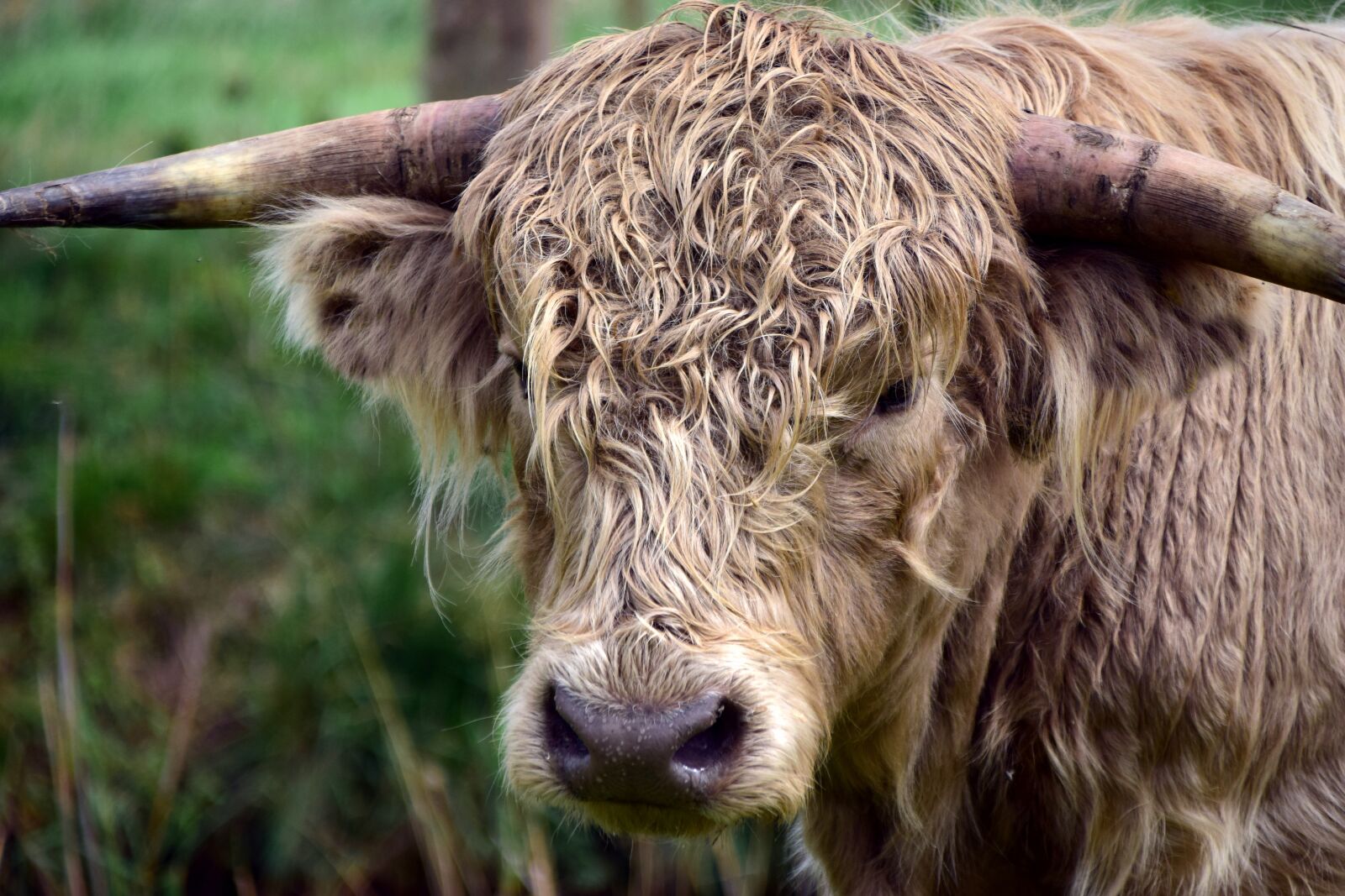 Nikon D3300 sample photo. Beef, highland beef, galloway photography