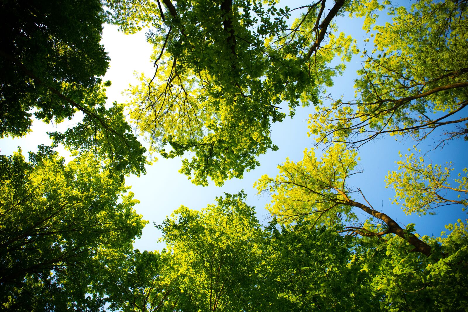 Canon EF 24-70mm F4L IS USM sample photo. Tree, nature, branch photography