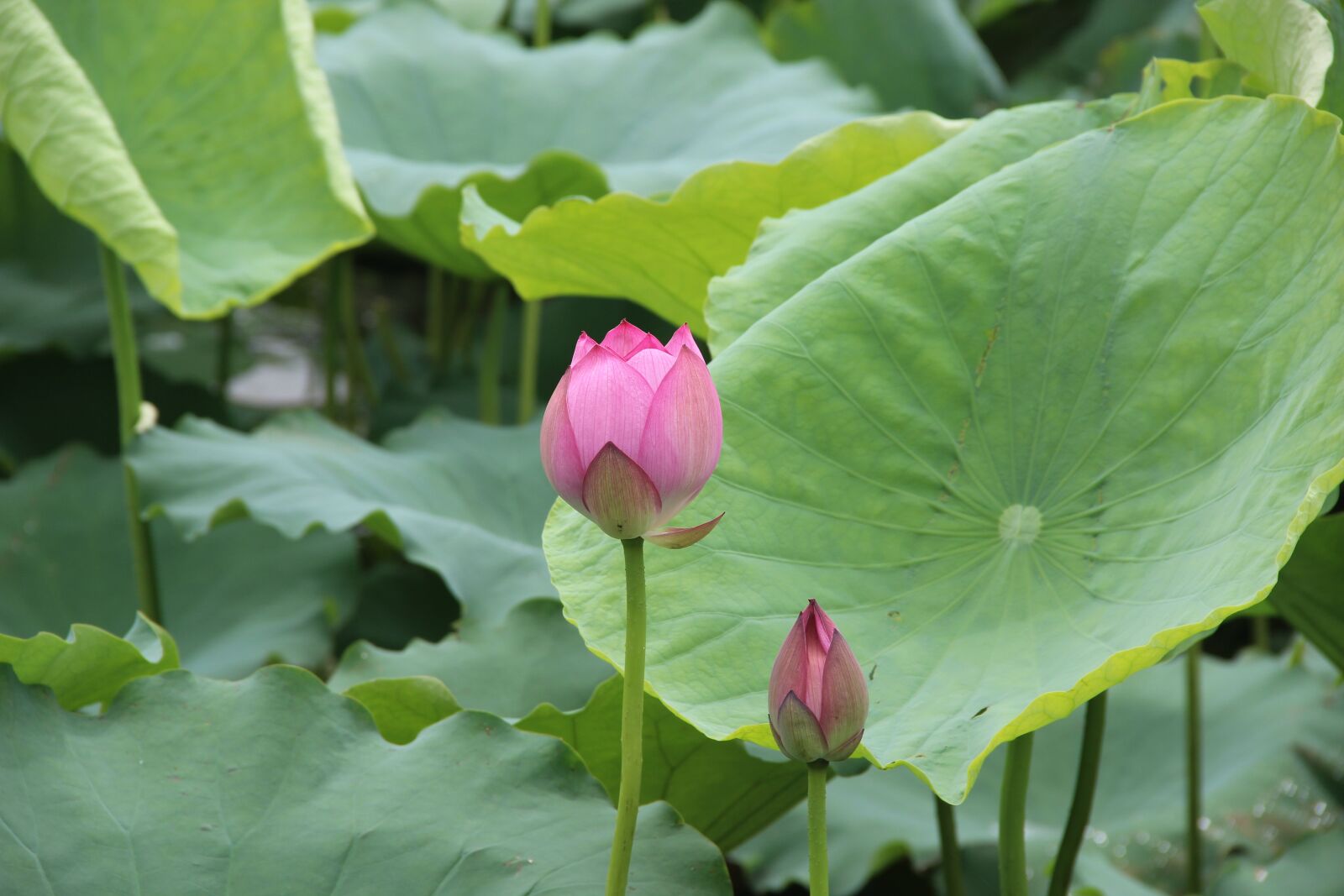 Canon EOS 600D (Rebel EOS T3i / EOS Kiss X5) sample photo. Lotus, leaf, lake photography