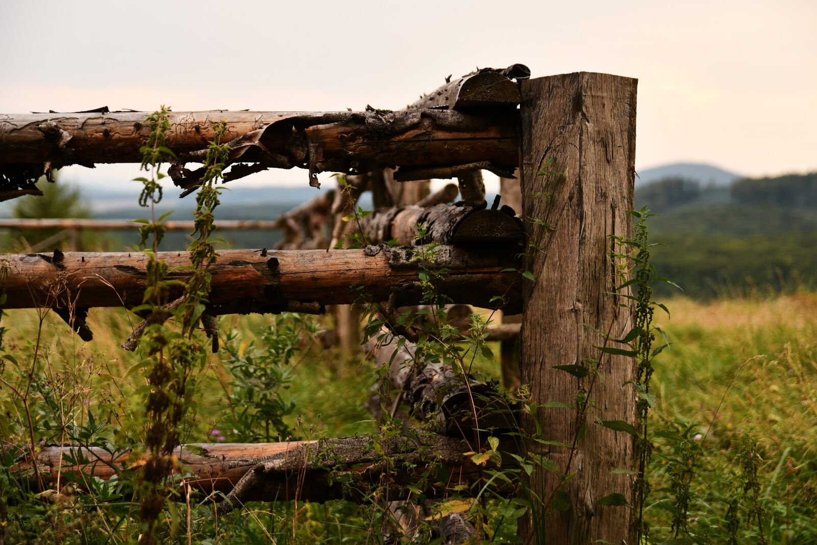 Nikon D7500 sample photo. Fence, wooden, wood photography
