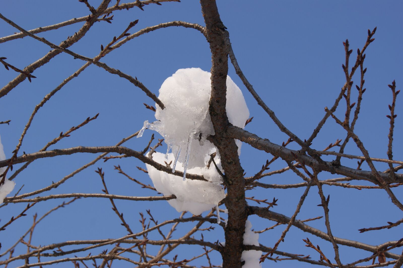 Sony Alpha DSLR-A380 sample photo. Snow, ice, winter photography