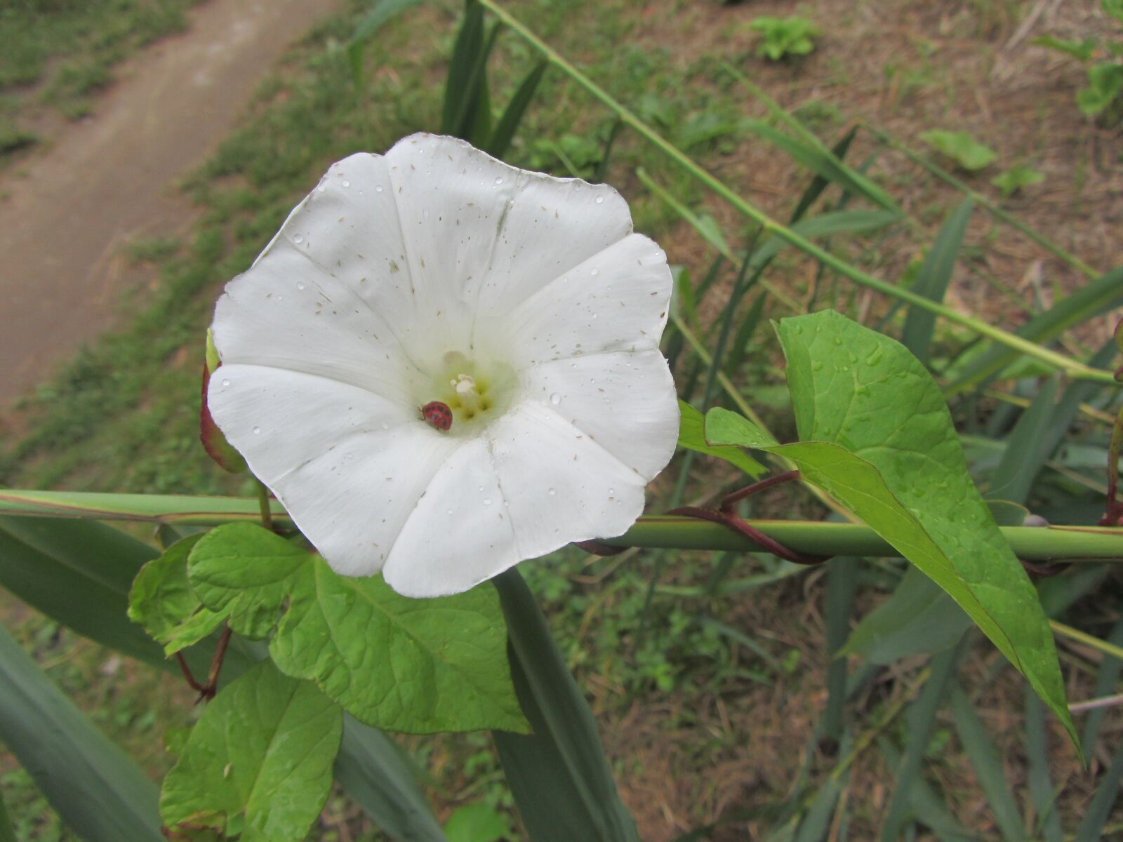Canon PowerShot SX220 HS sample photo. Flower, spring, miracle photography