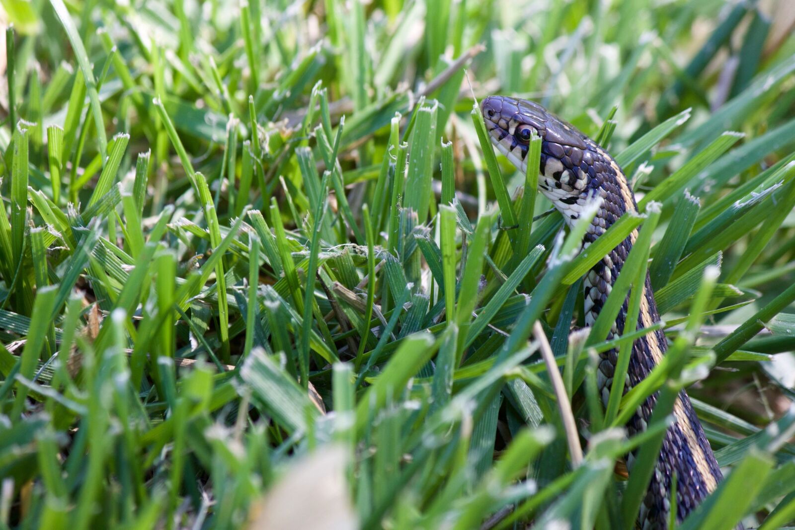 Canon EOS 1100D (EOS Rebel T3 / EOS Kiss X50) sample photo. Snake in the grass photography
