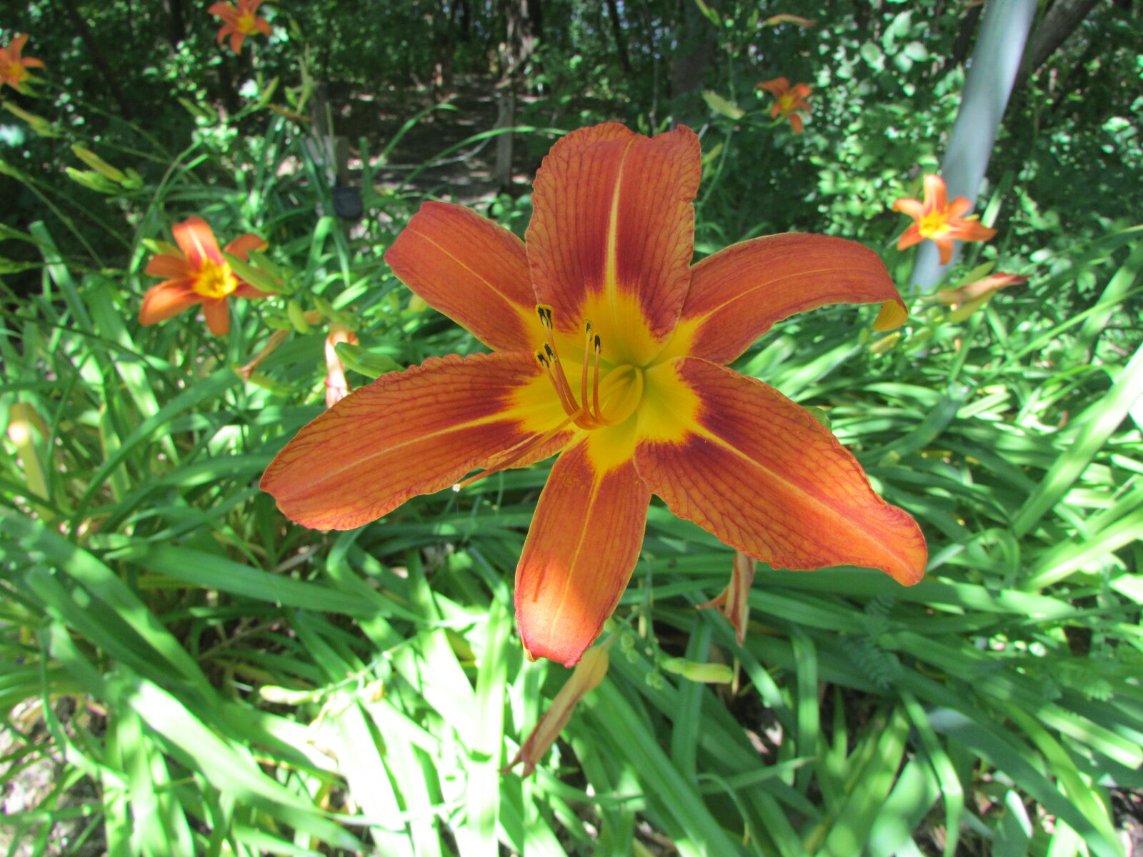 Canon PowerShot SX500 IS sample photo. Beautiful, flowers, day, lily photography