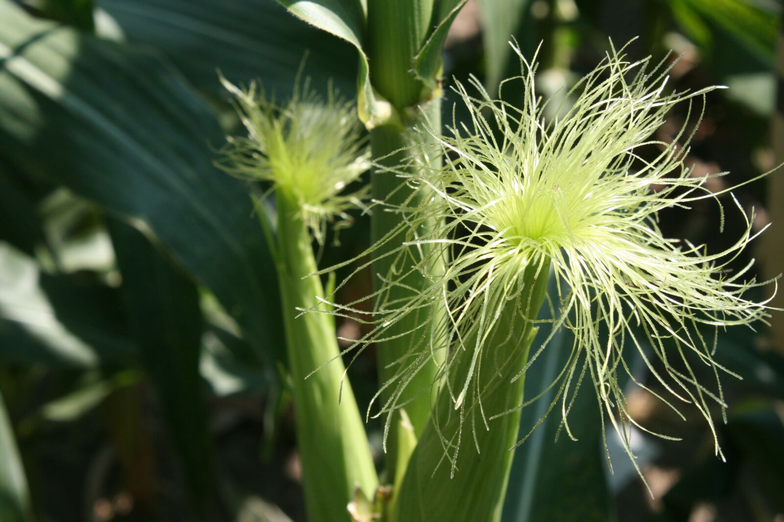 Canon EOS 400D (EOS Digital Rebel XTi / EOS Kiss Digital X) sample photo. Corn, tassel, crop photography