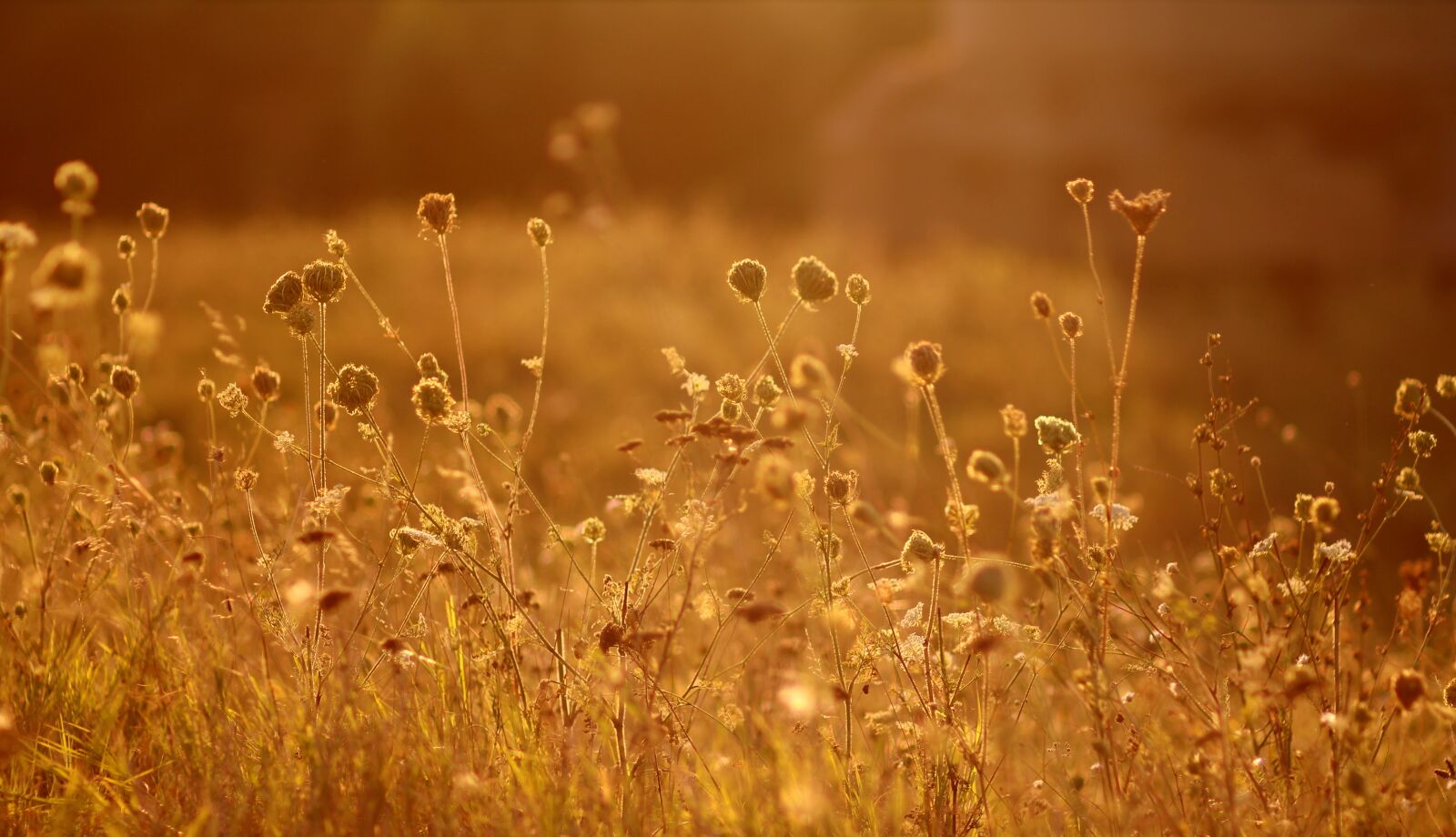 Canon EOS 700D (EOS Rebel T5i / EOS Kiss X7i) + Canon EF 85mm F1.8 USM sample photo. Flowers, sunset, nature photography