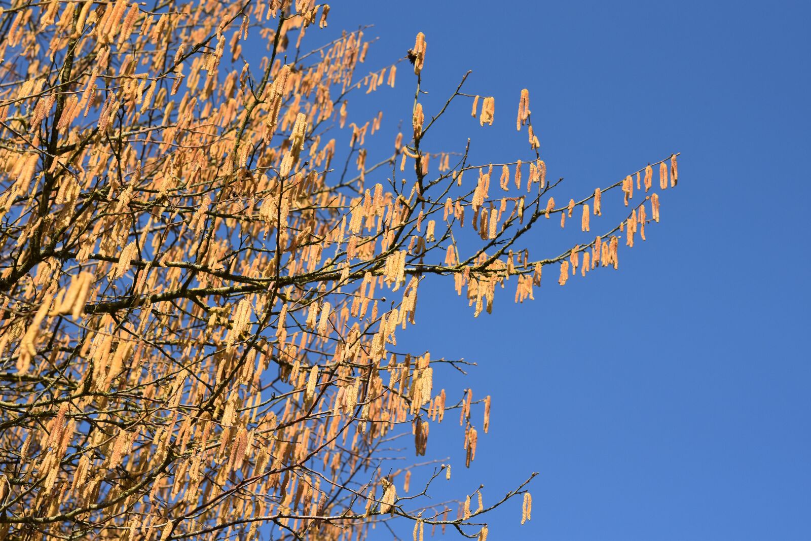 Nikon D5600 sample photo. Branch hazel, catkins of photography