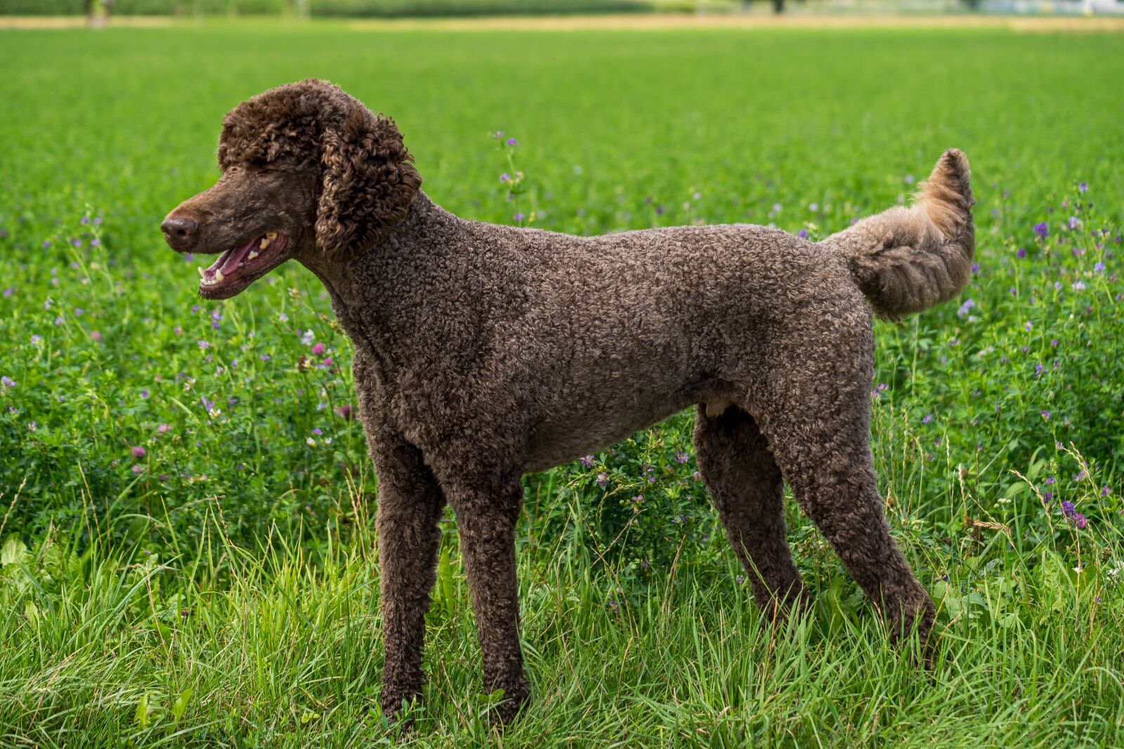 Sony a7 II sample photo. Dog, poodle, king poodle photography
