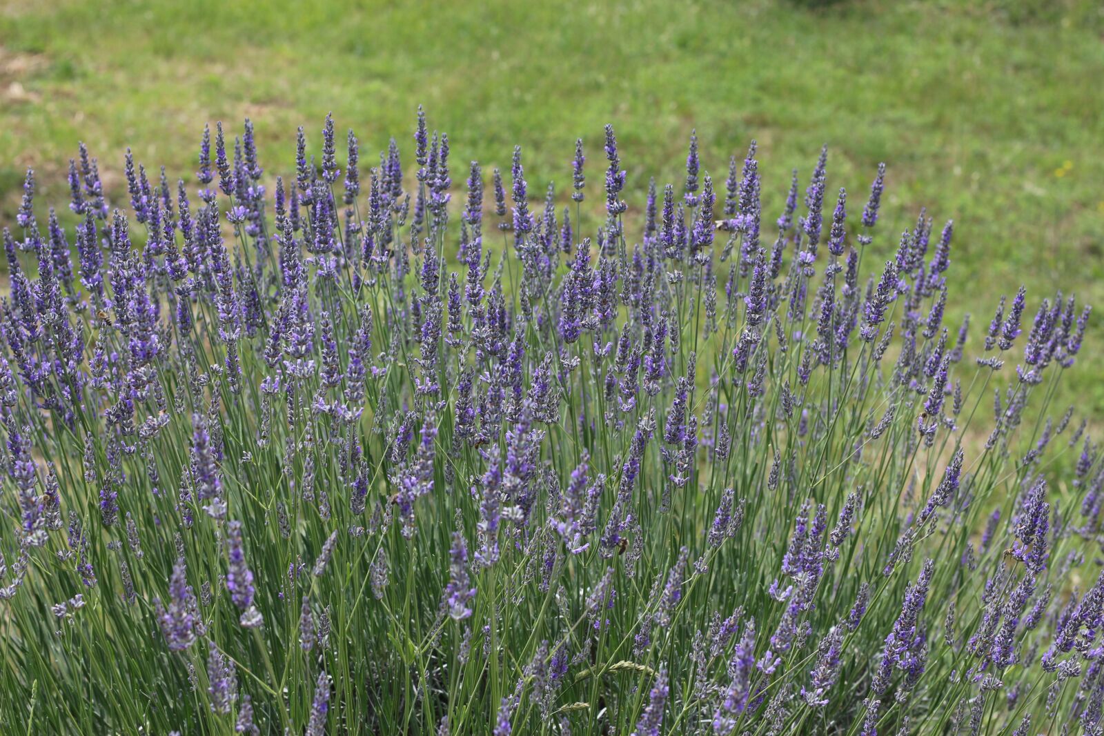 Canon EOS 700D (EOS Rebel T5i / EOS Kiss X7i) sample photo. Lavender, nature, bloom photography